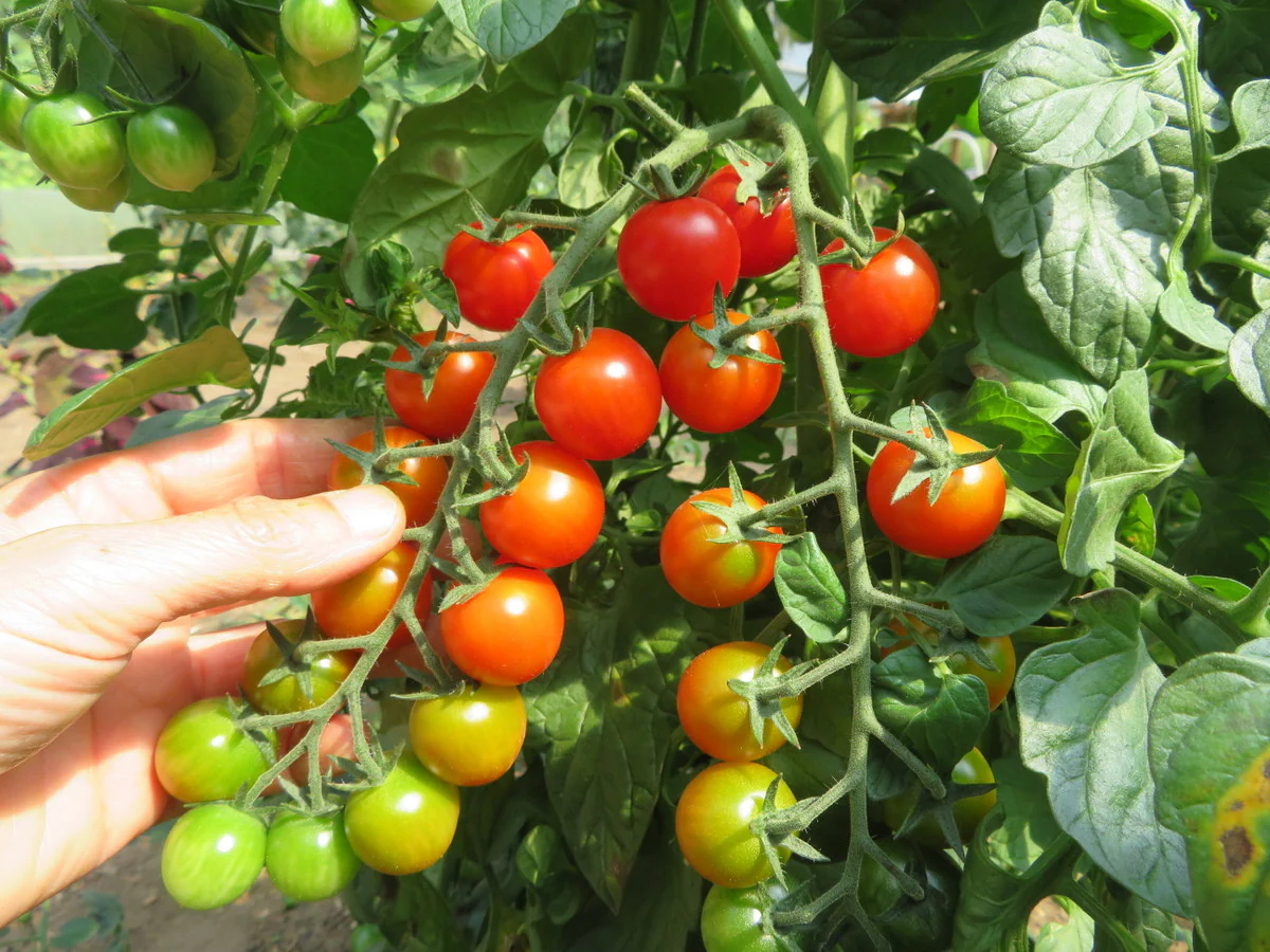 Tomate 'Iva's Red Berry'