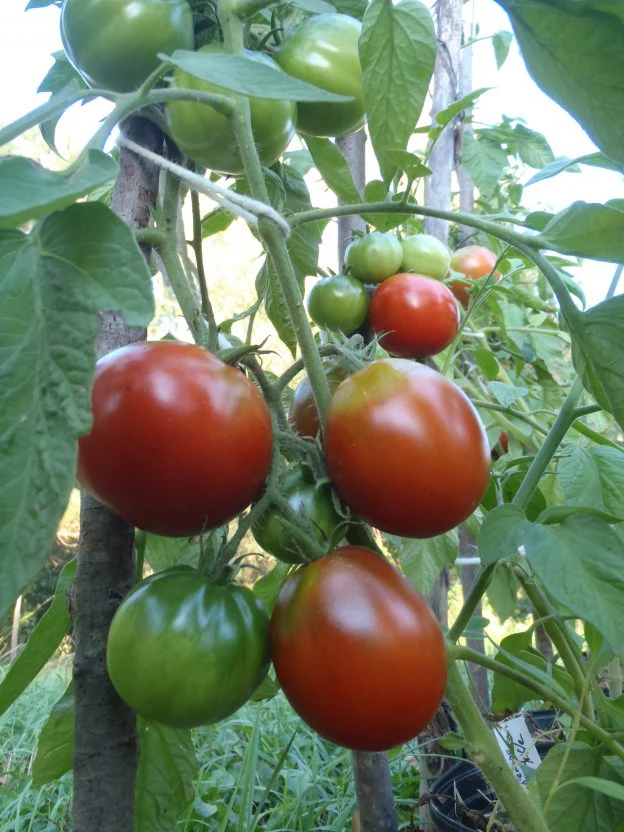 Tomate 'Japanese Black Trifele'