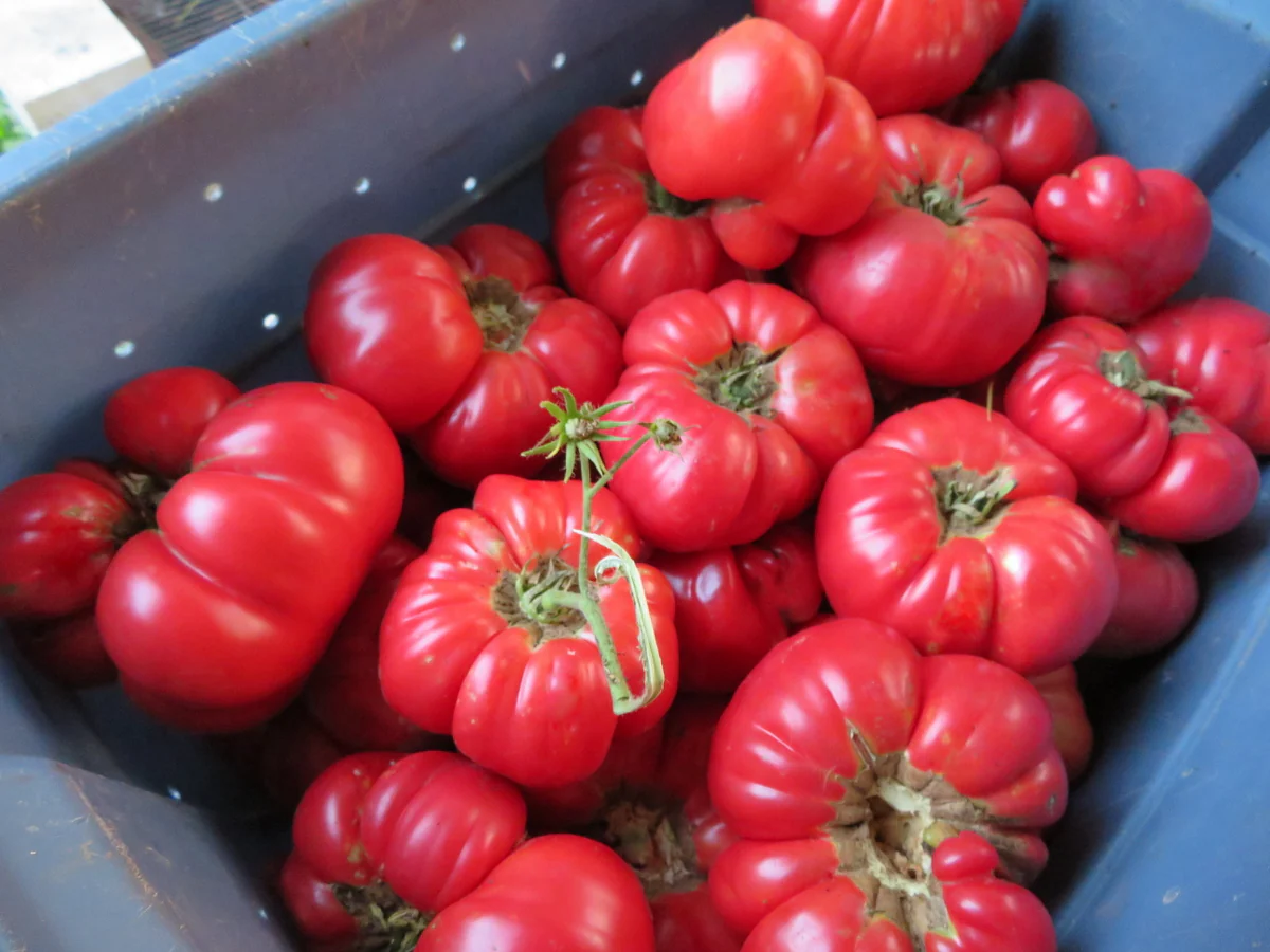 Tomate 'Mémé de Beauce'