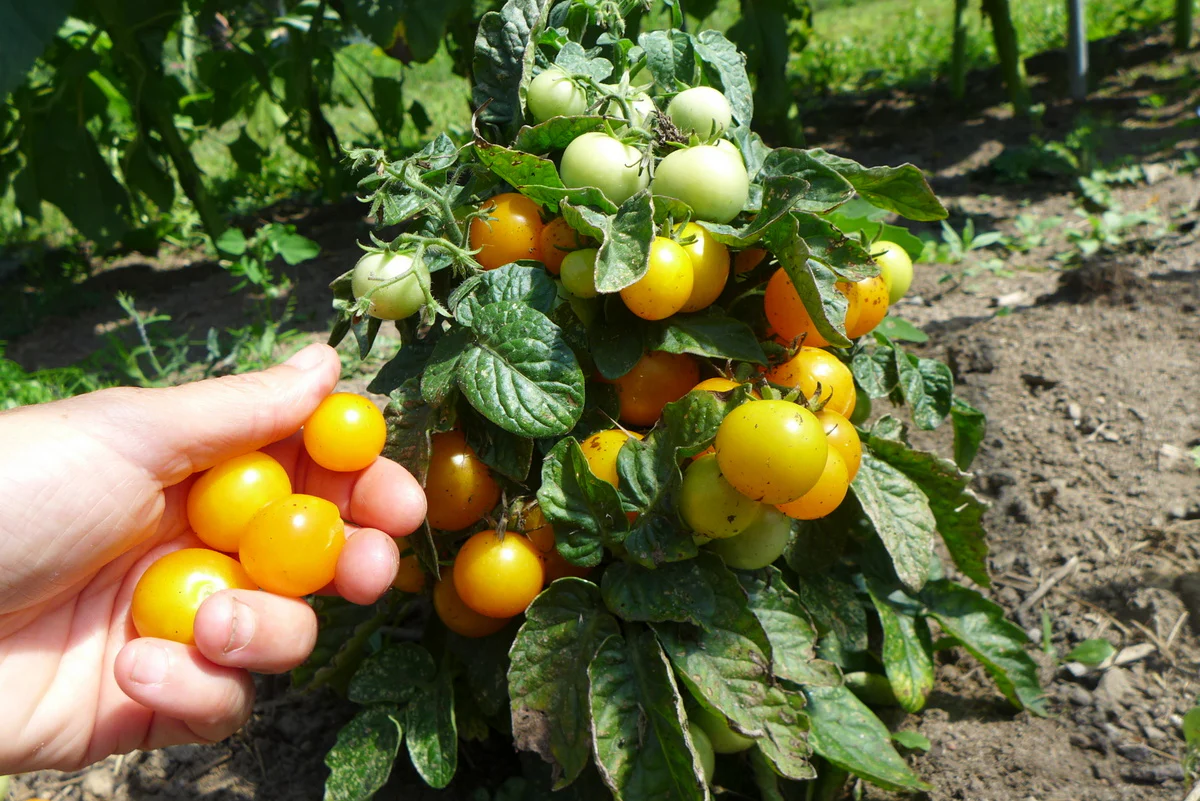 Tomate 'Pinocchio Orange'