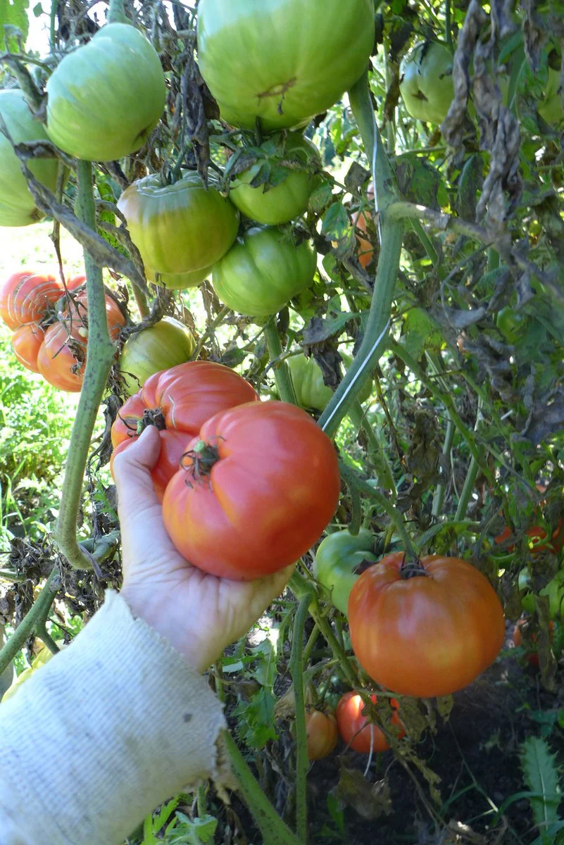 Tomate 'Red Pear Abruzzese'