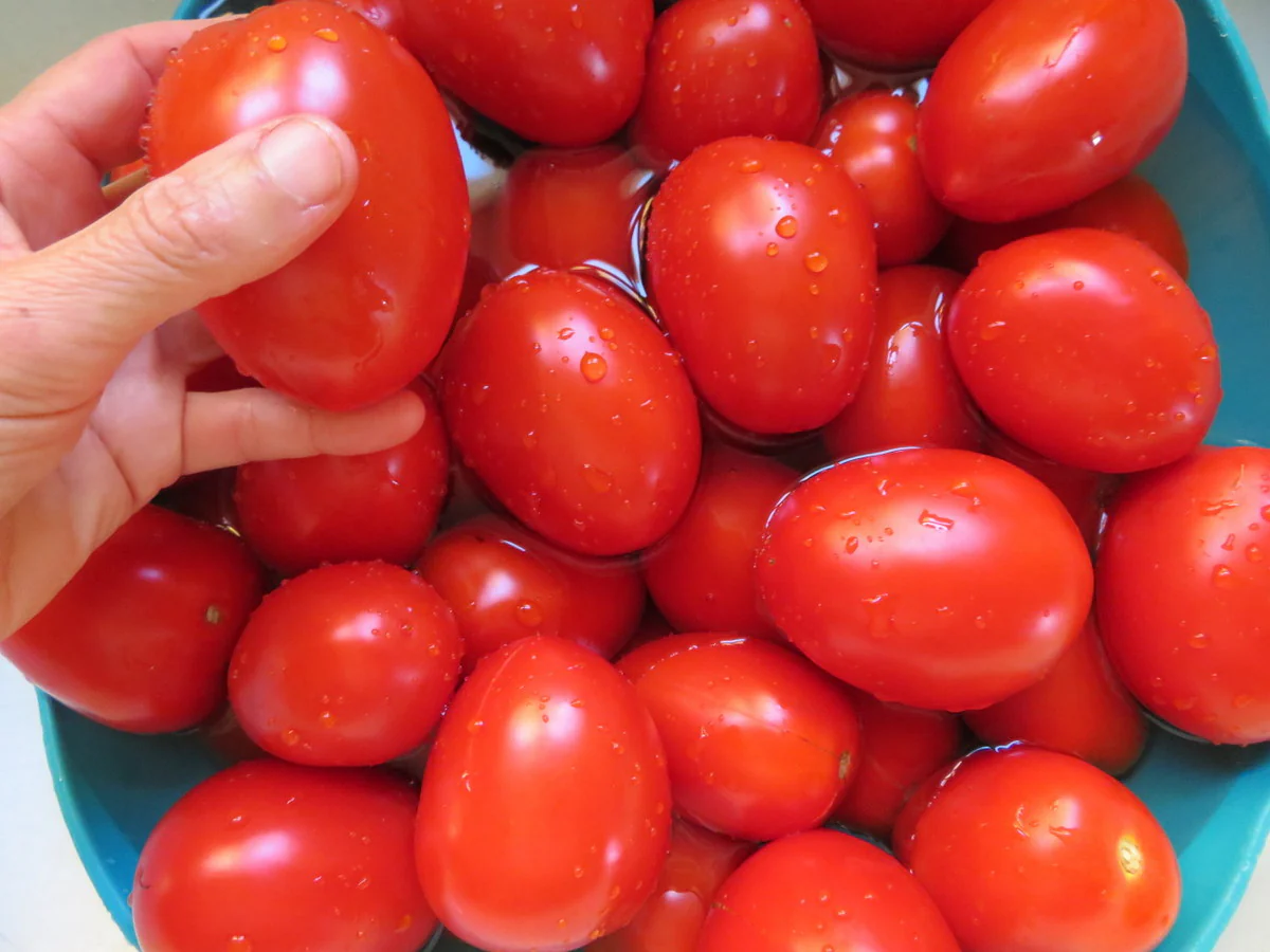 Tomate 'Rio Grande'