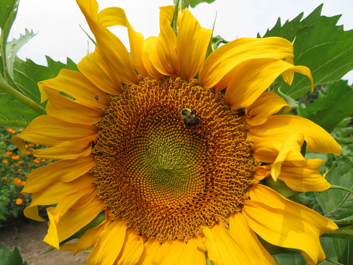 Tournesol 'Standfast'