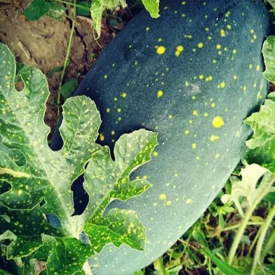 Melon d'eau 'Moon & Stars Yellow' bio - Image 3