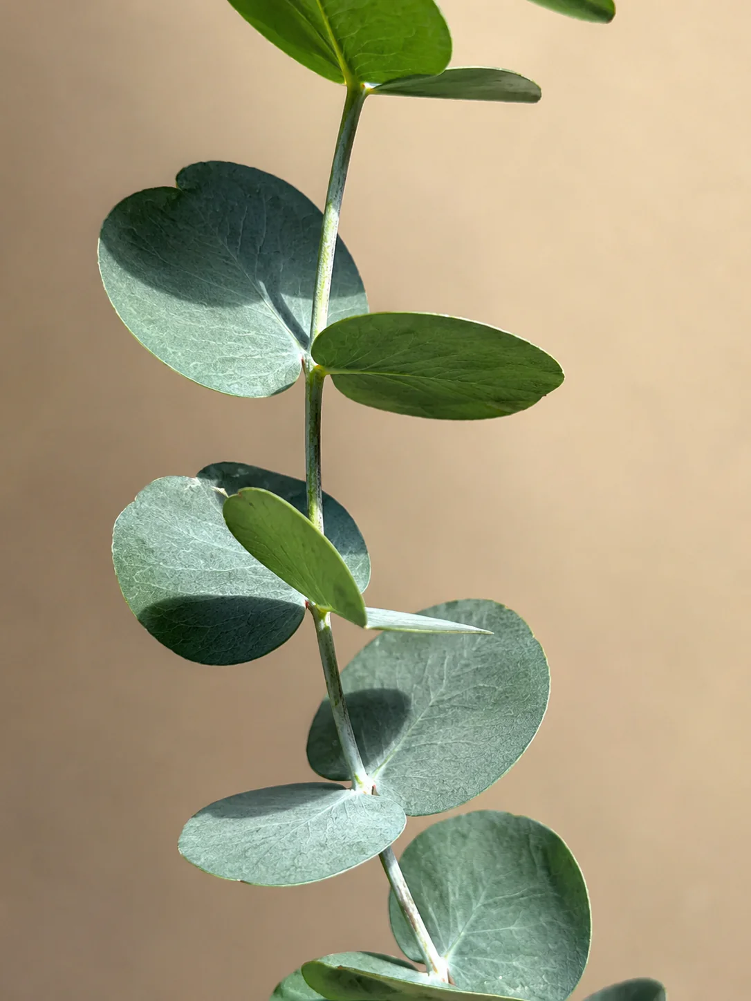 Eucalyptus 'Silver Dollar' - Image 2