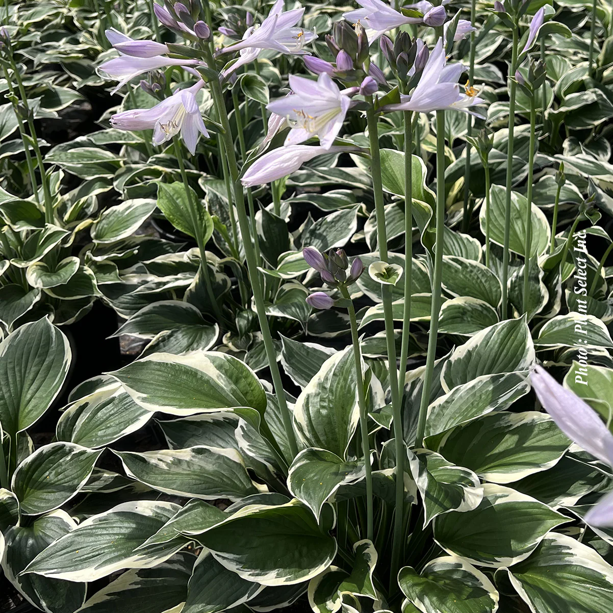 Hosta 'Patriot' - Image 4