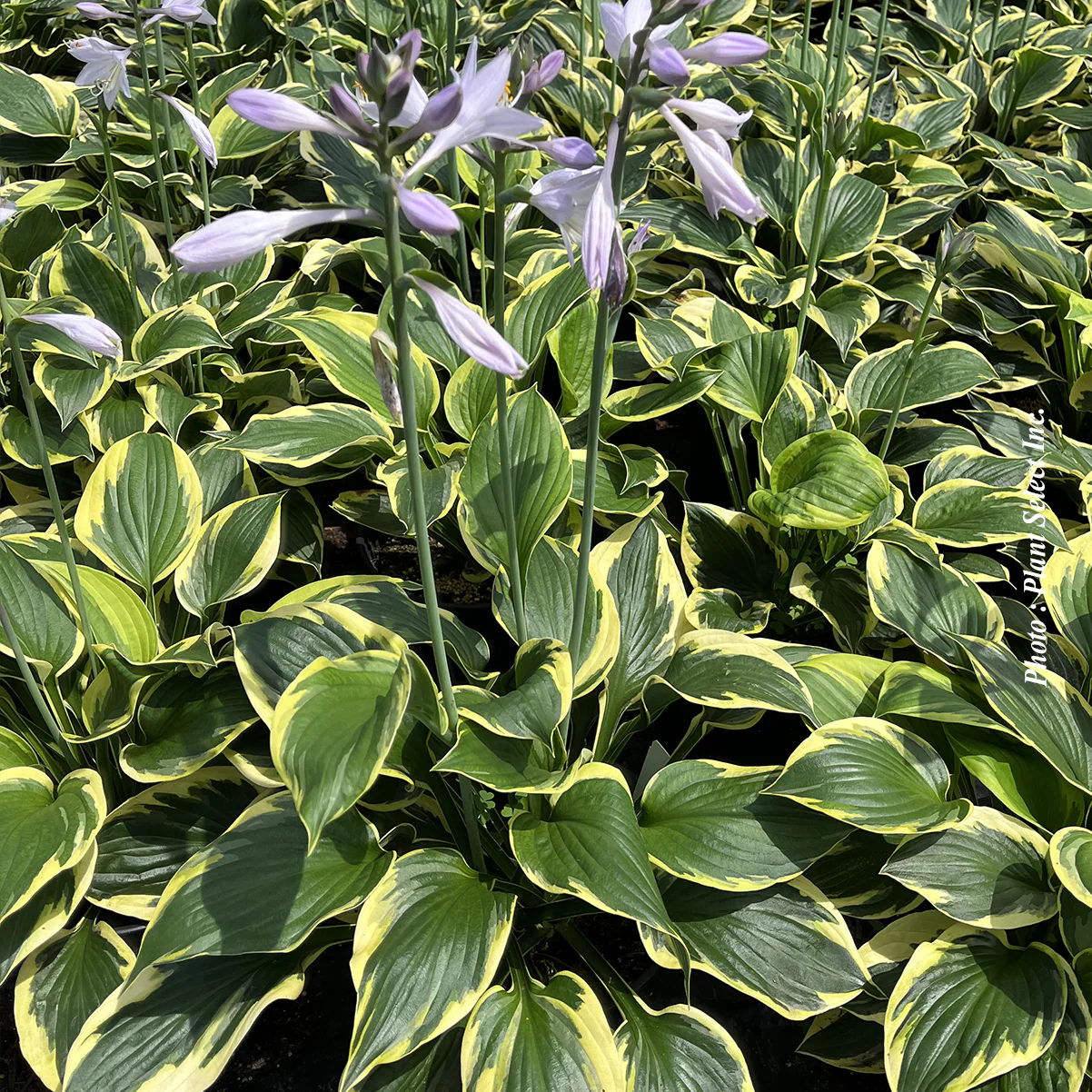 Hosta 'Twilight' - Image 5