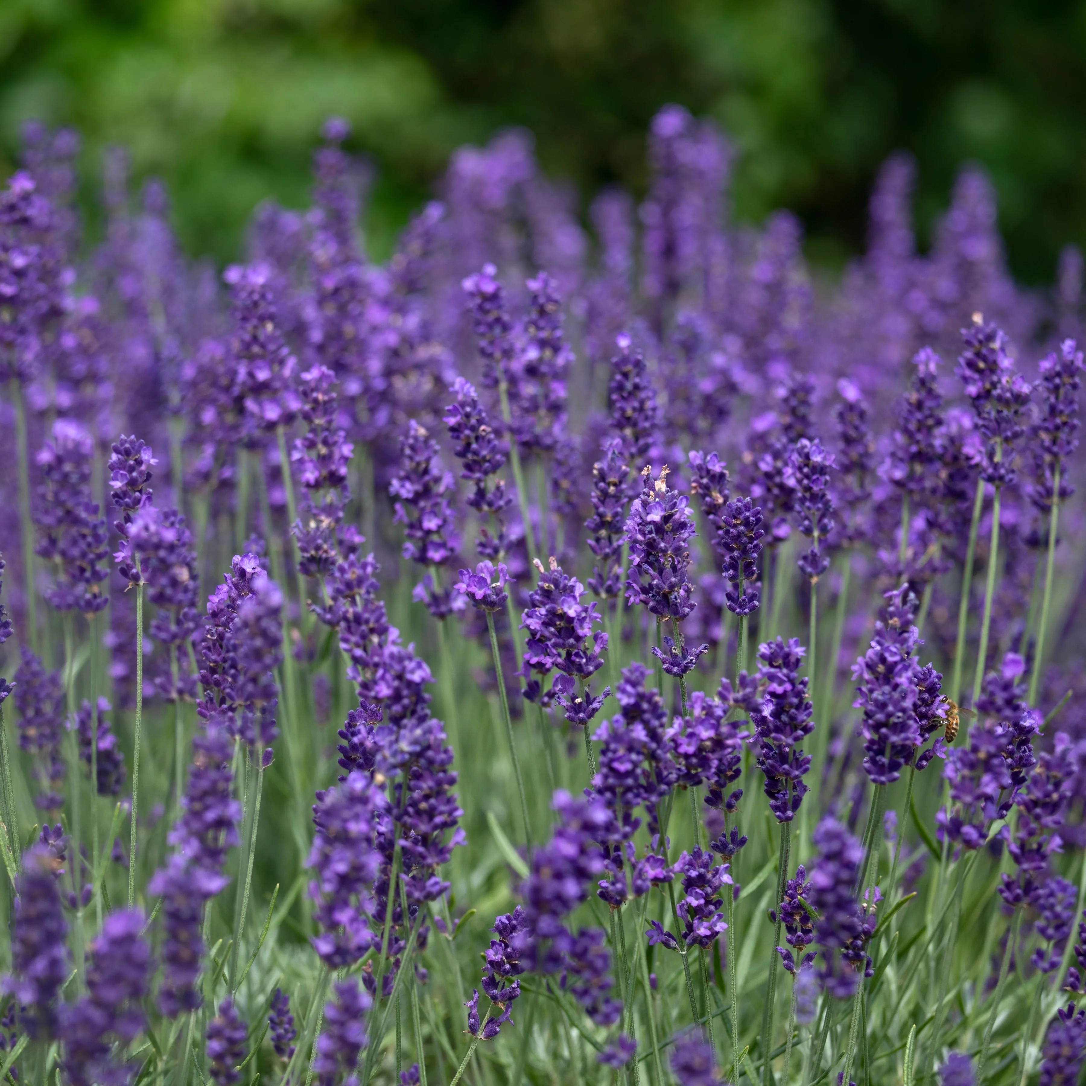 Lavandula angustifolia 'Hidcote Blue' - Image 3