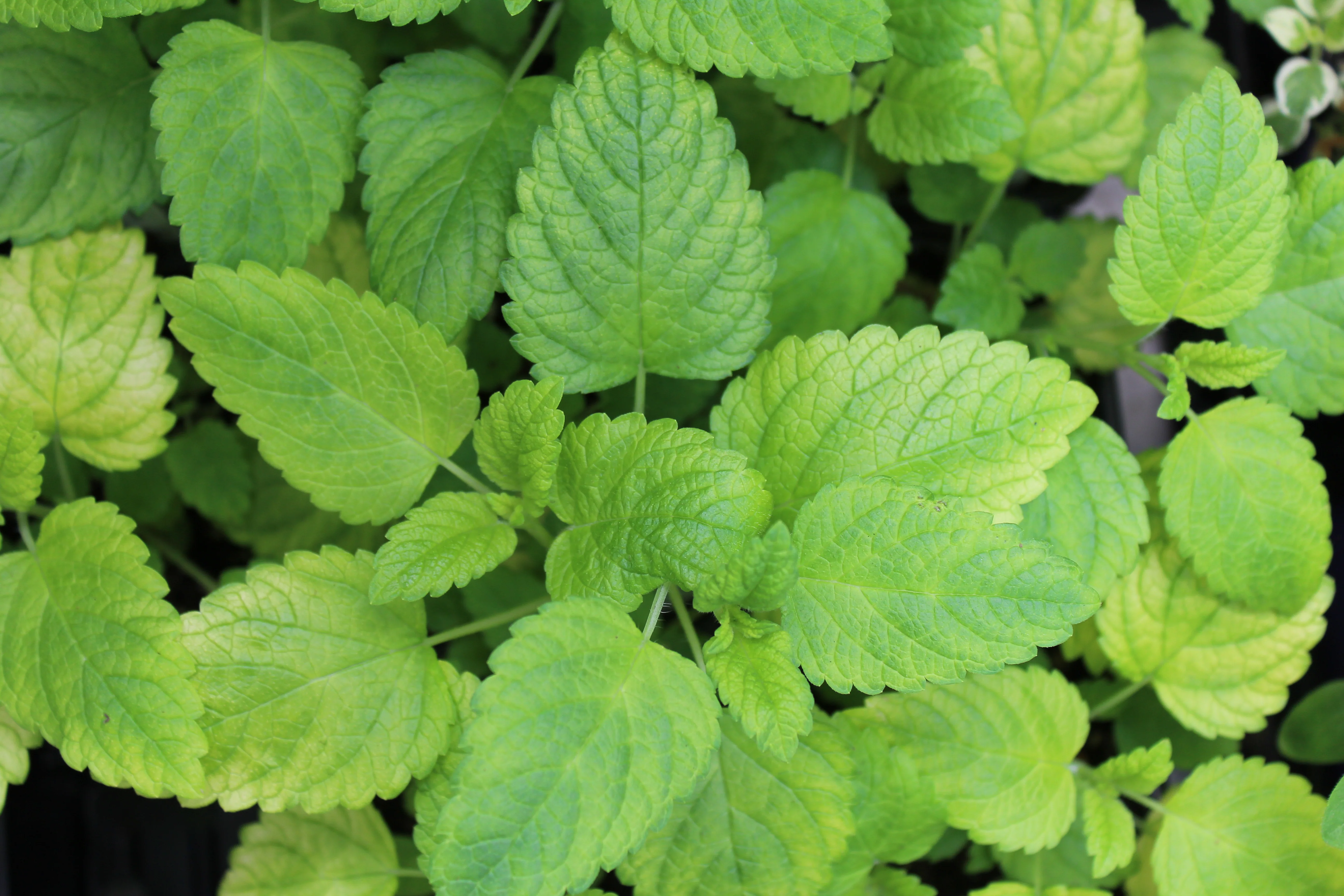 Mélisse 'Lime'
