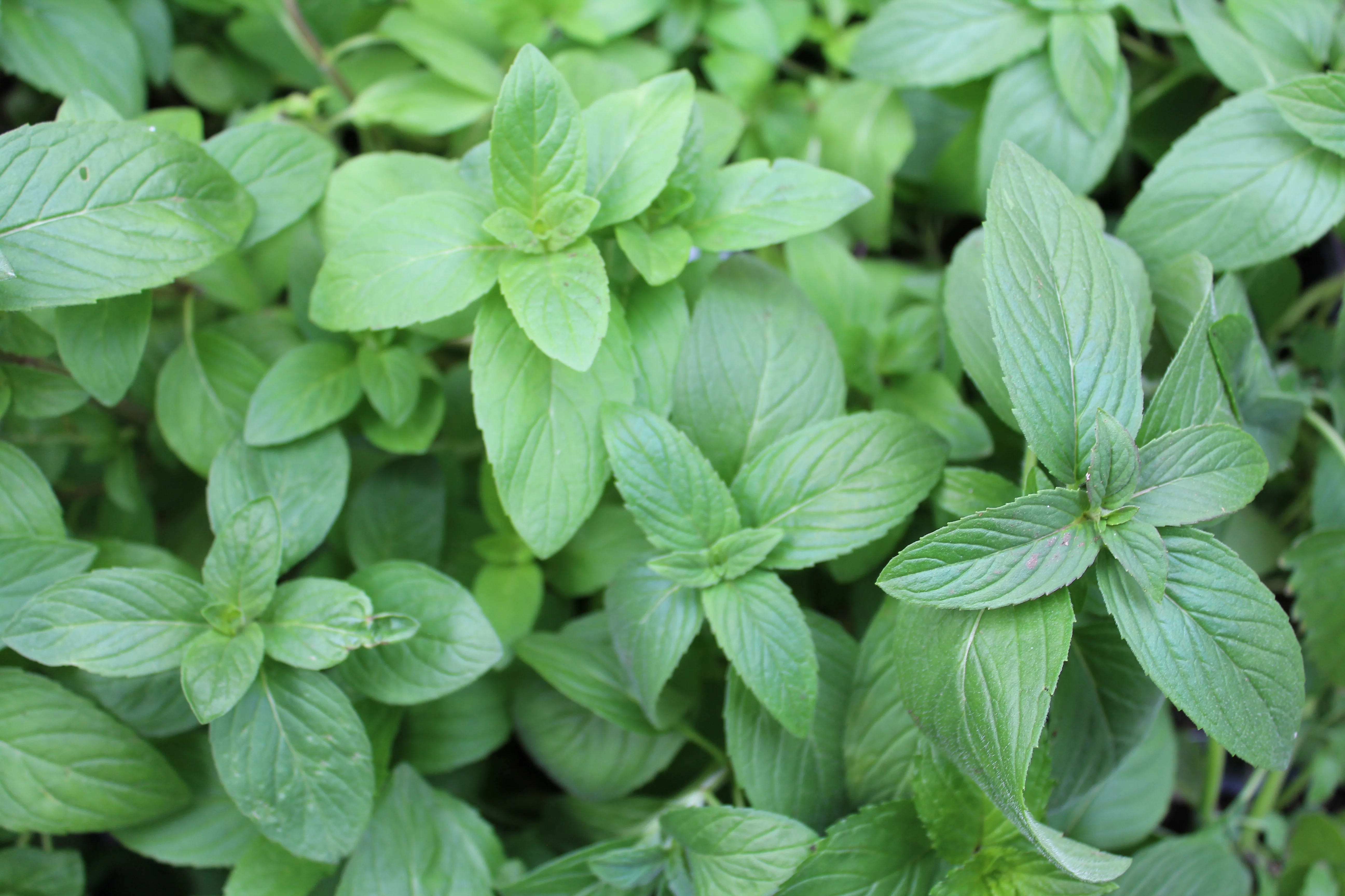 Menthe citron