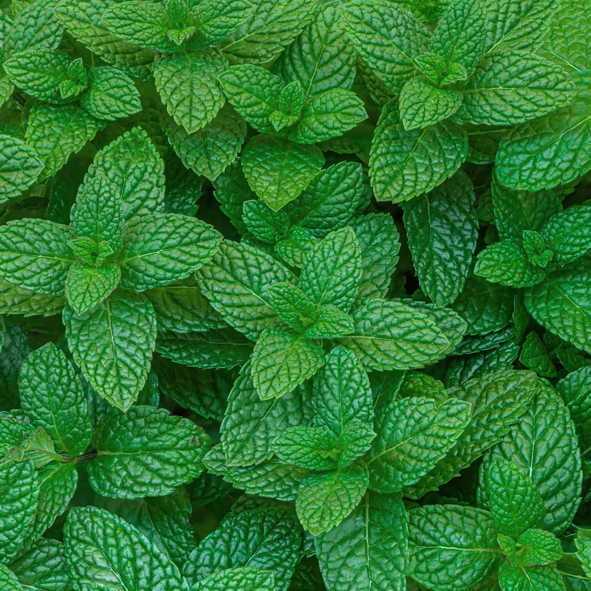 Menthe fraise