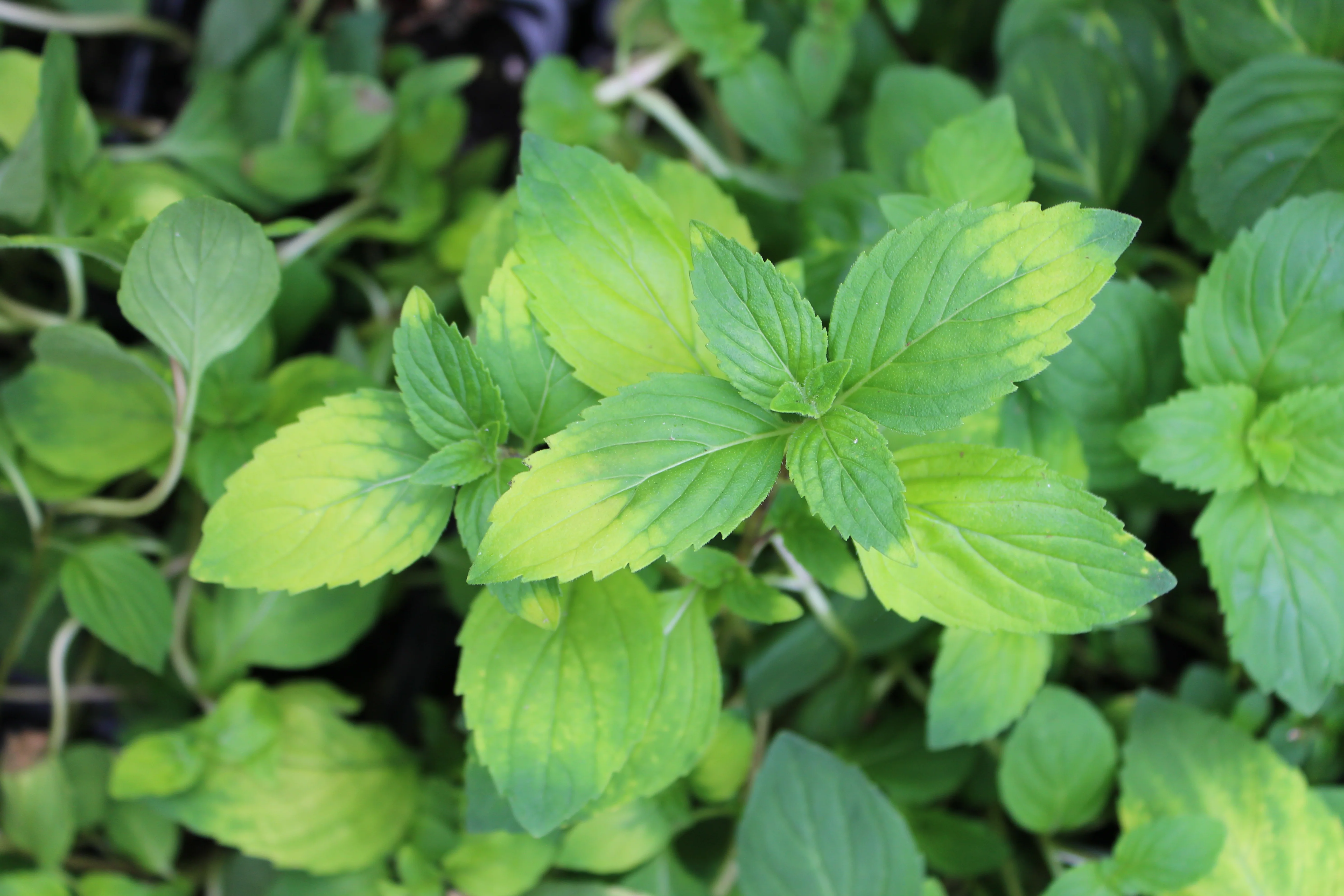 Menthe gingembre