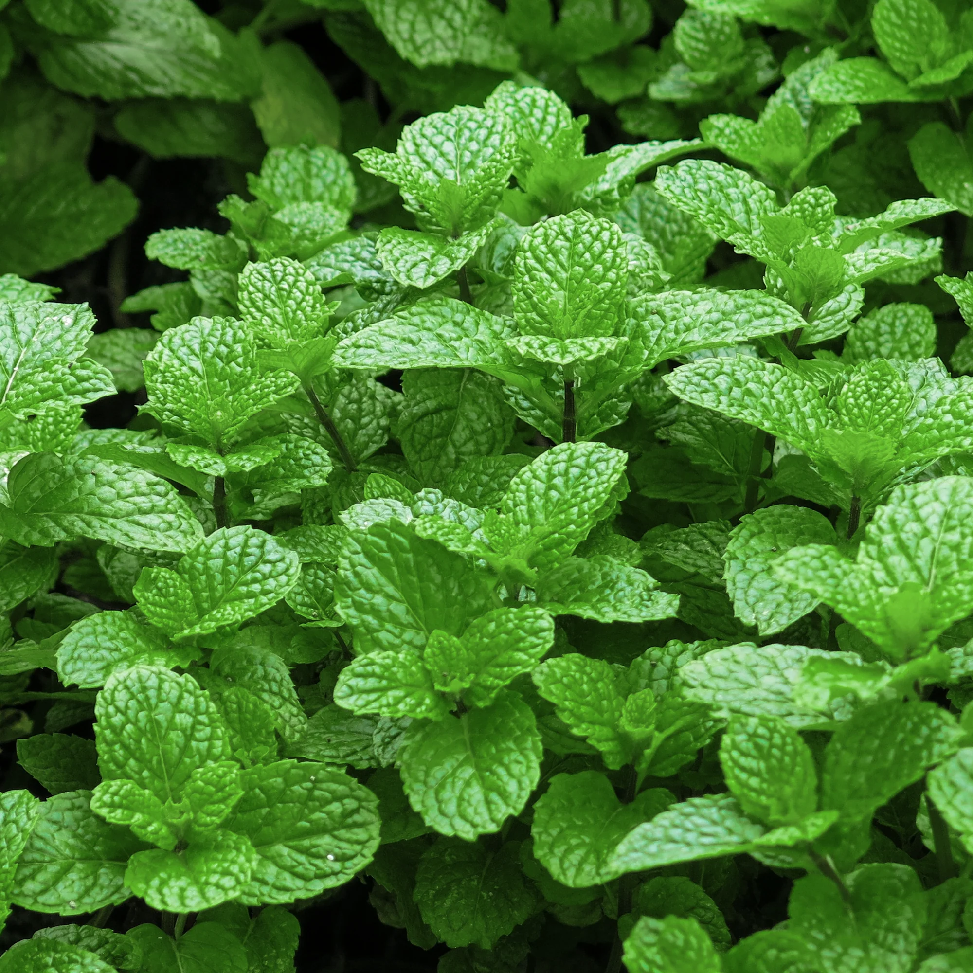 Menthe verte