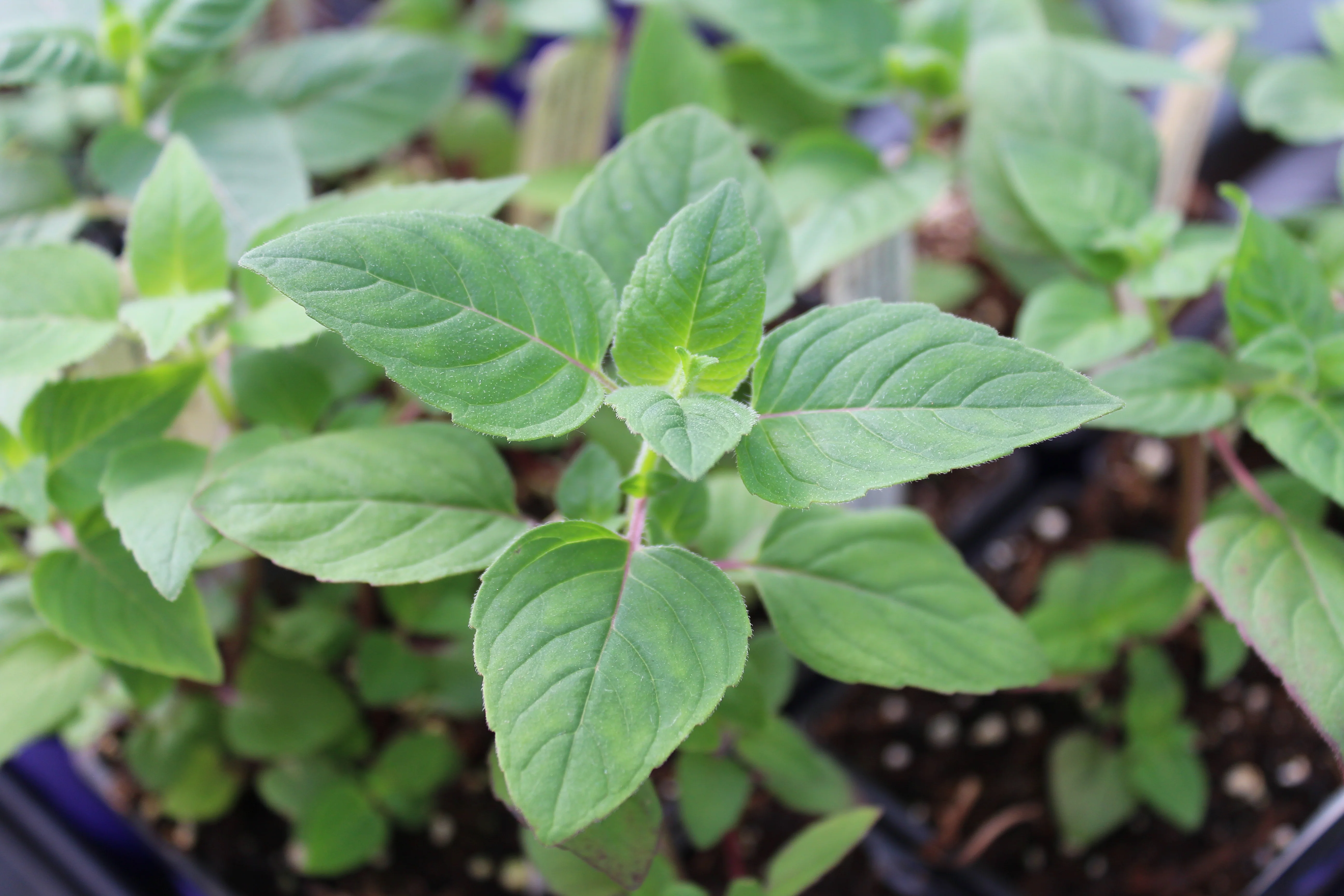 Monarde fistuleuse