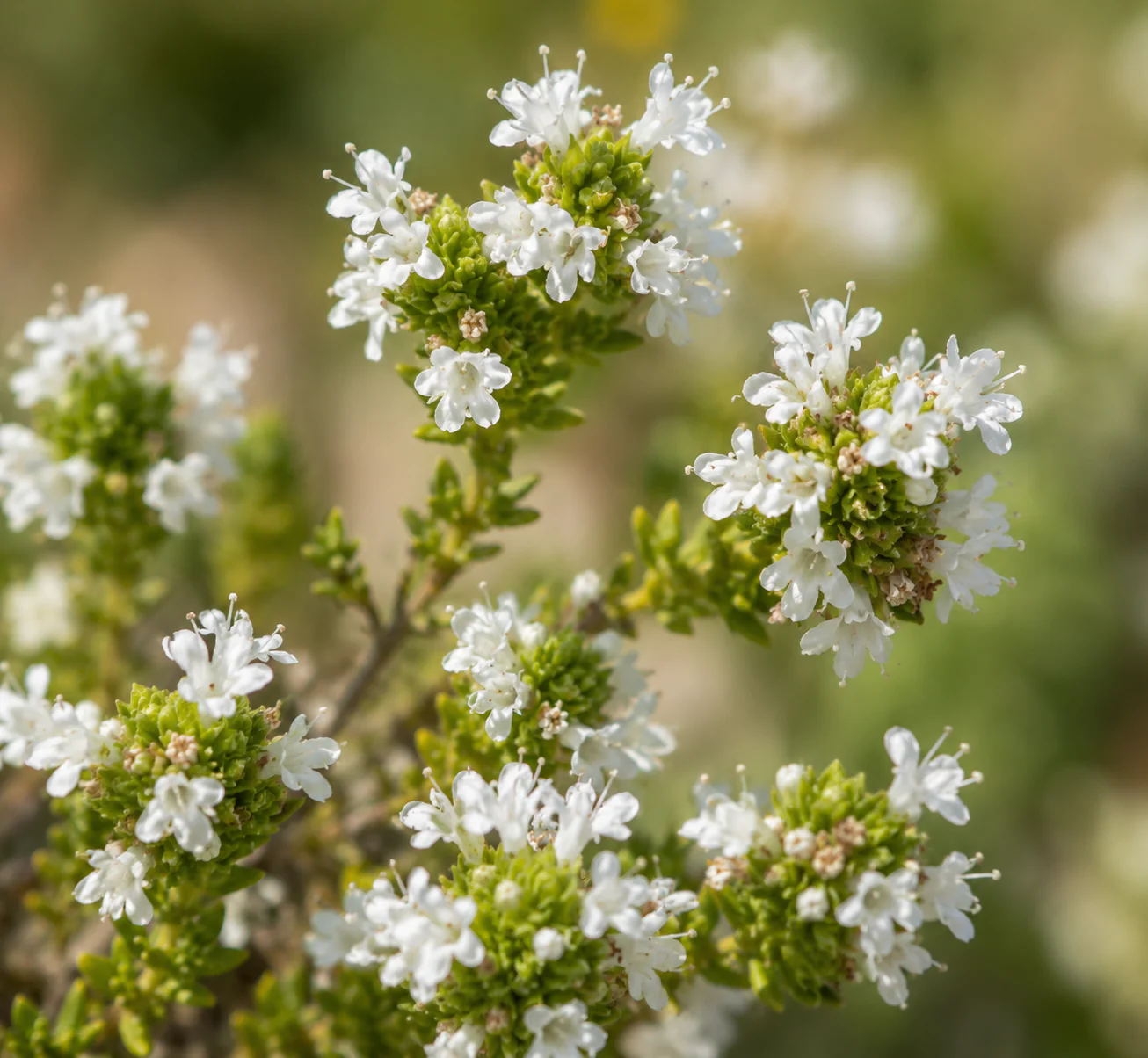 Thym portugais