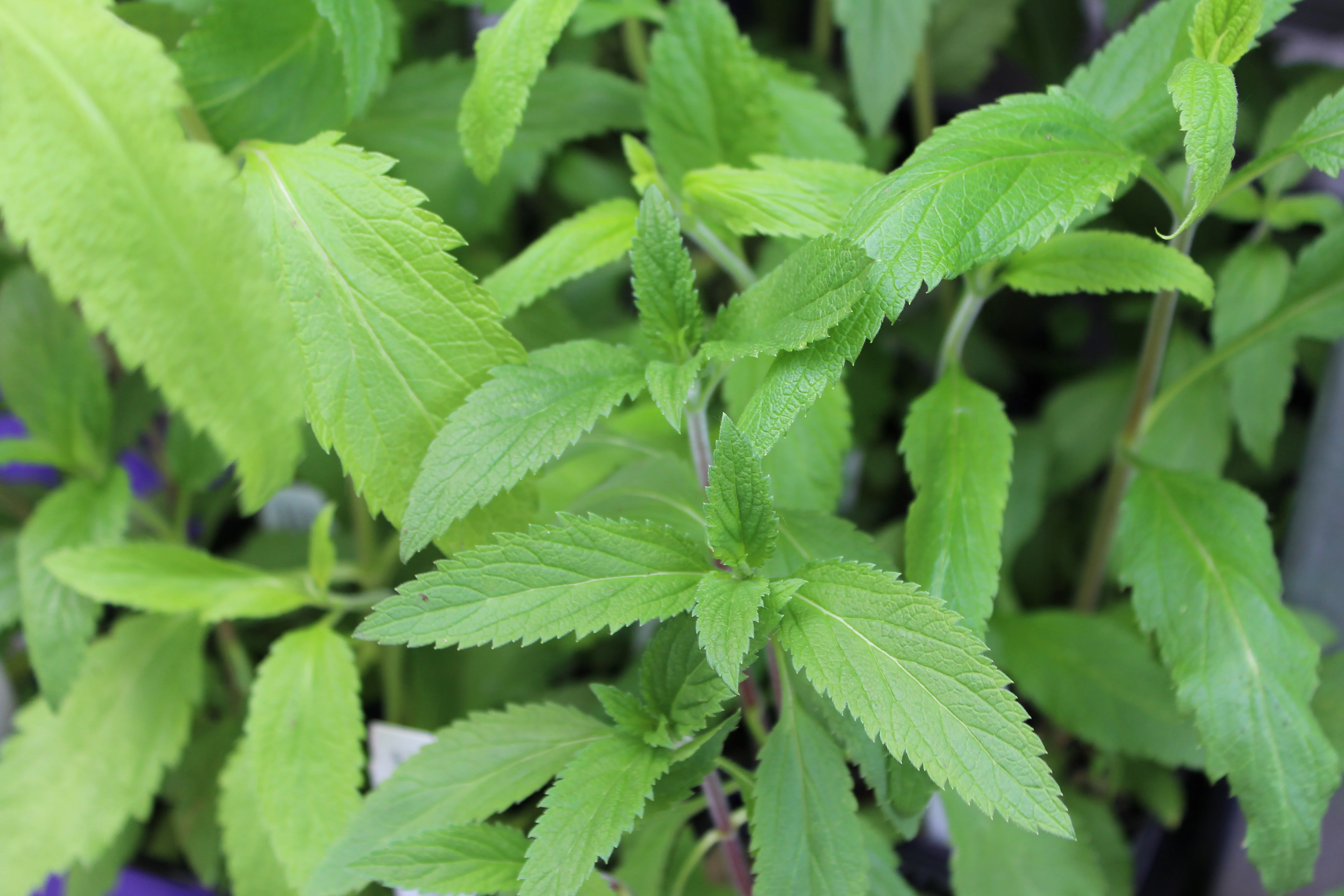 Verveine hastée