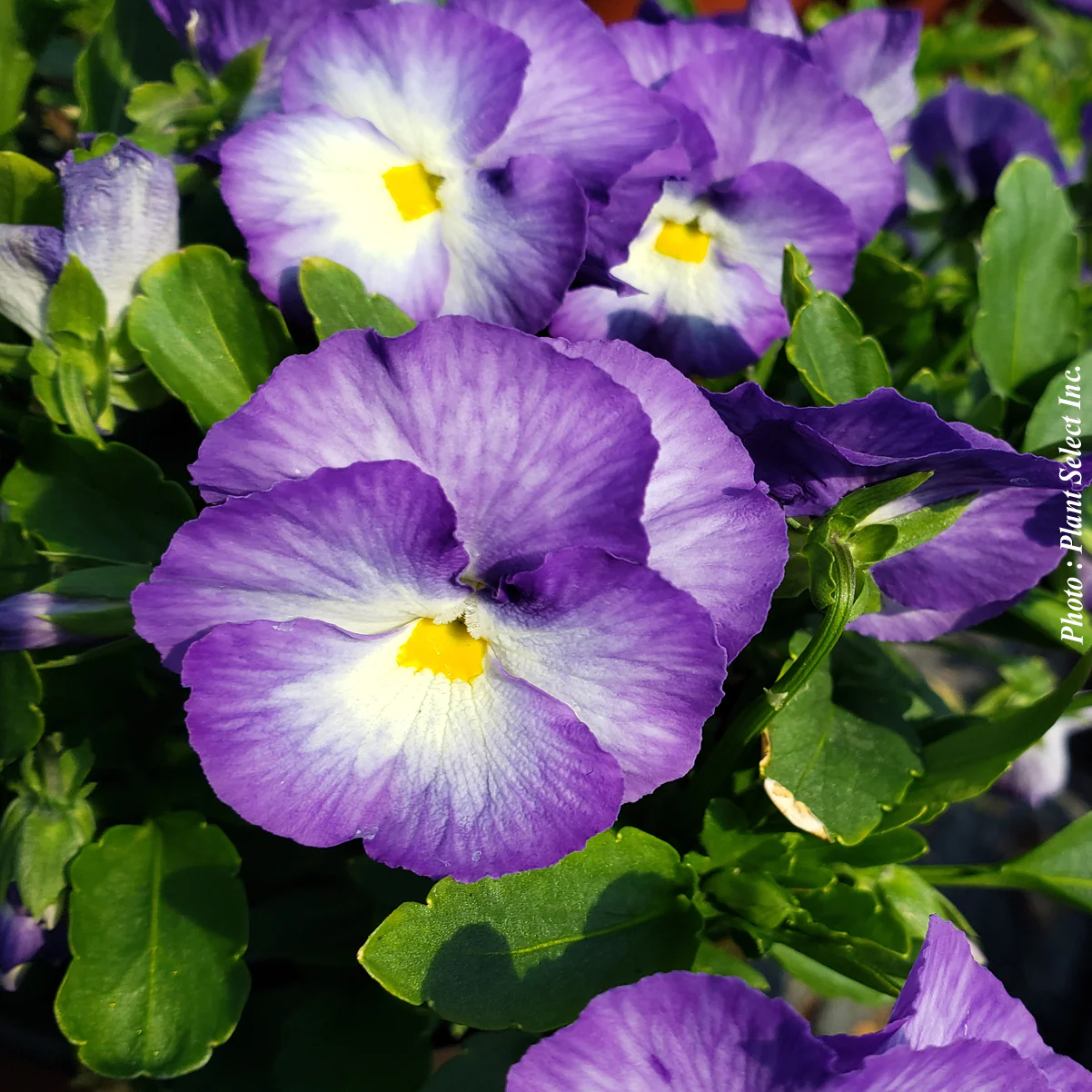 Viola 'Halo Lilac' - Image 3