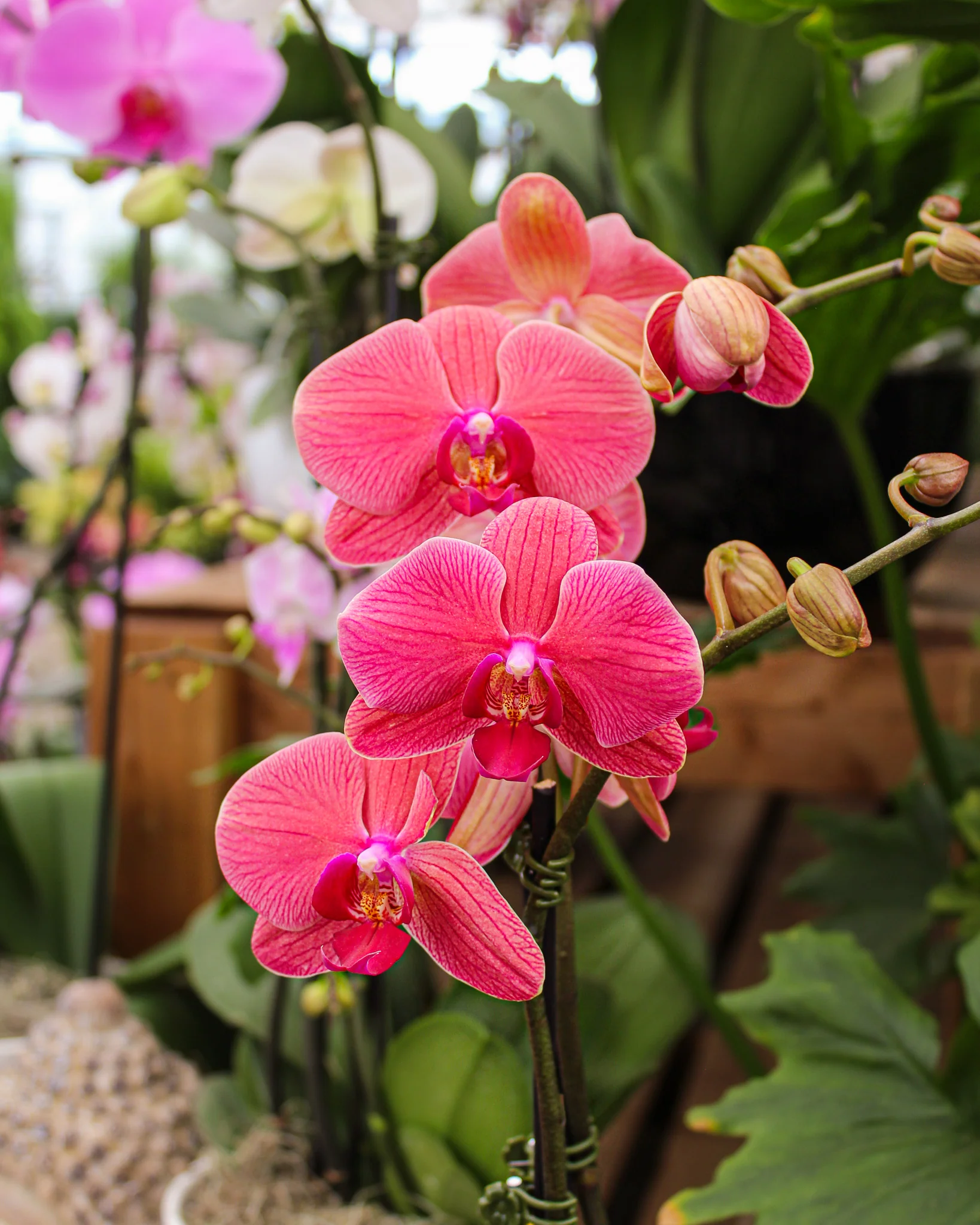 Phalaenopsis spp. - Image 11