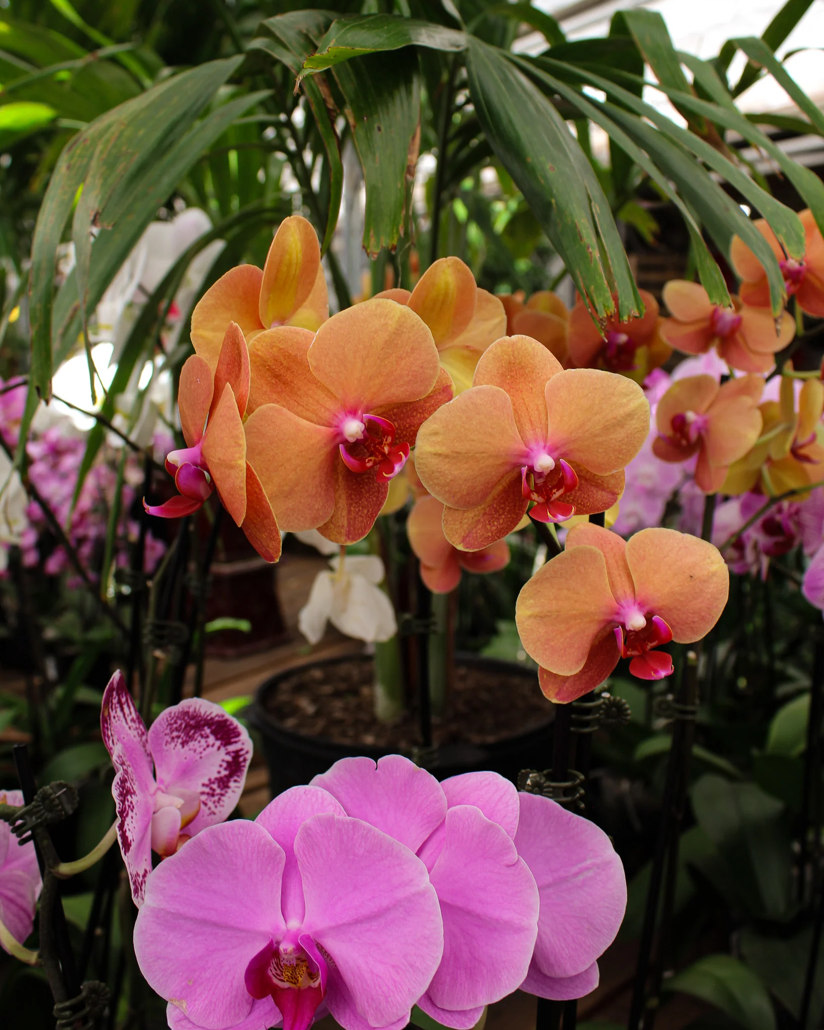 Phalaenopsis spp. - Image 14