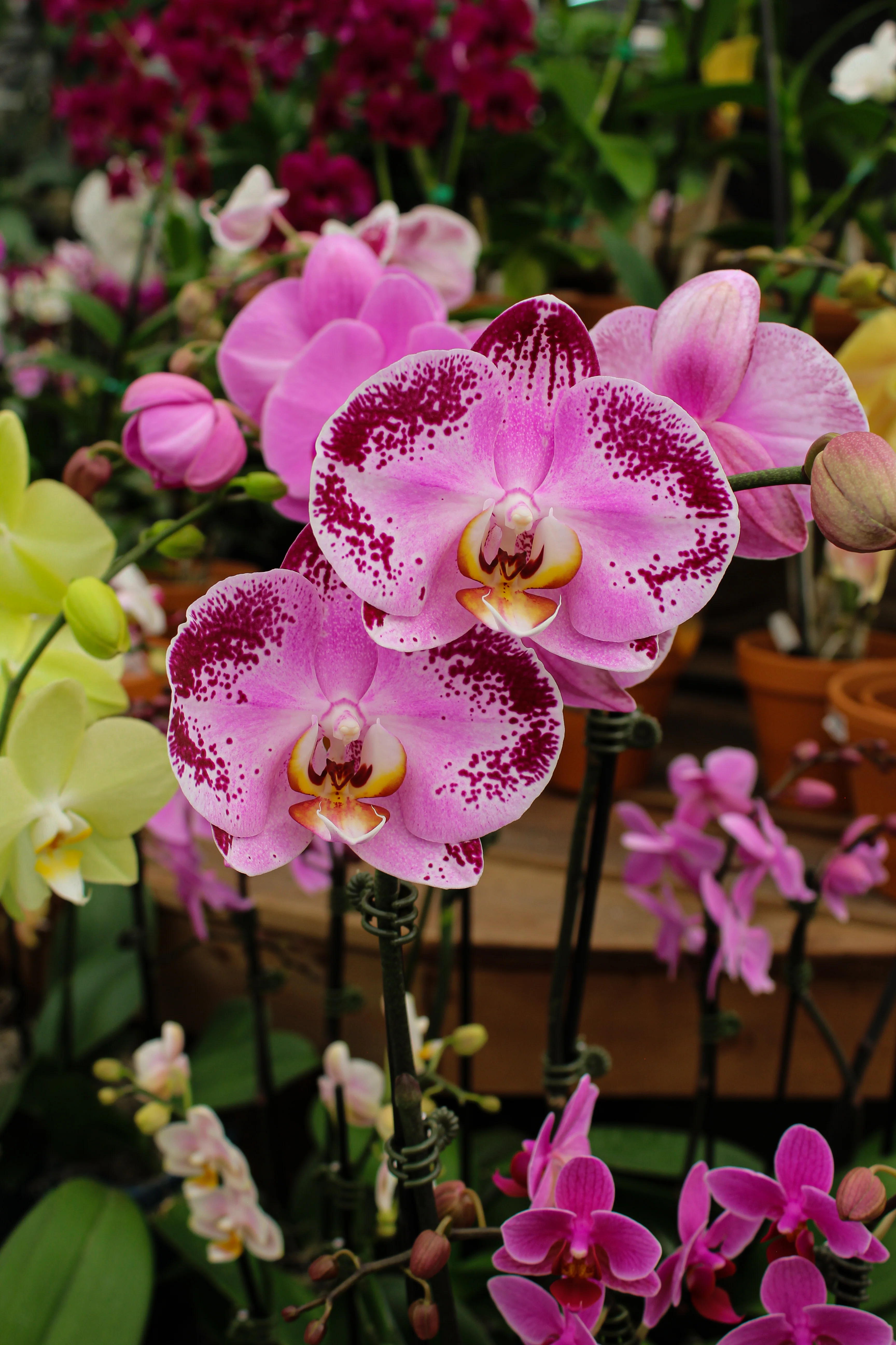 Phalaenopsis spp. - Image 16