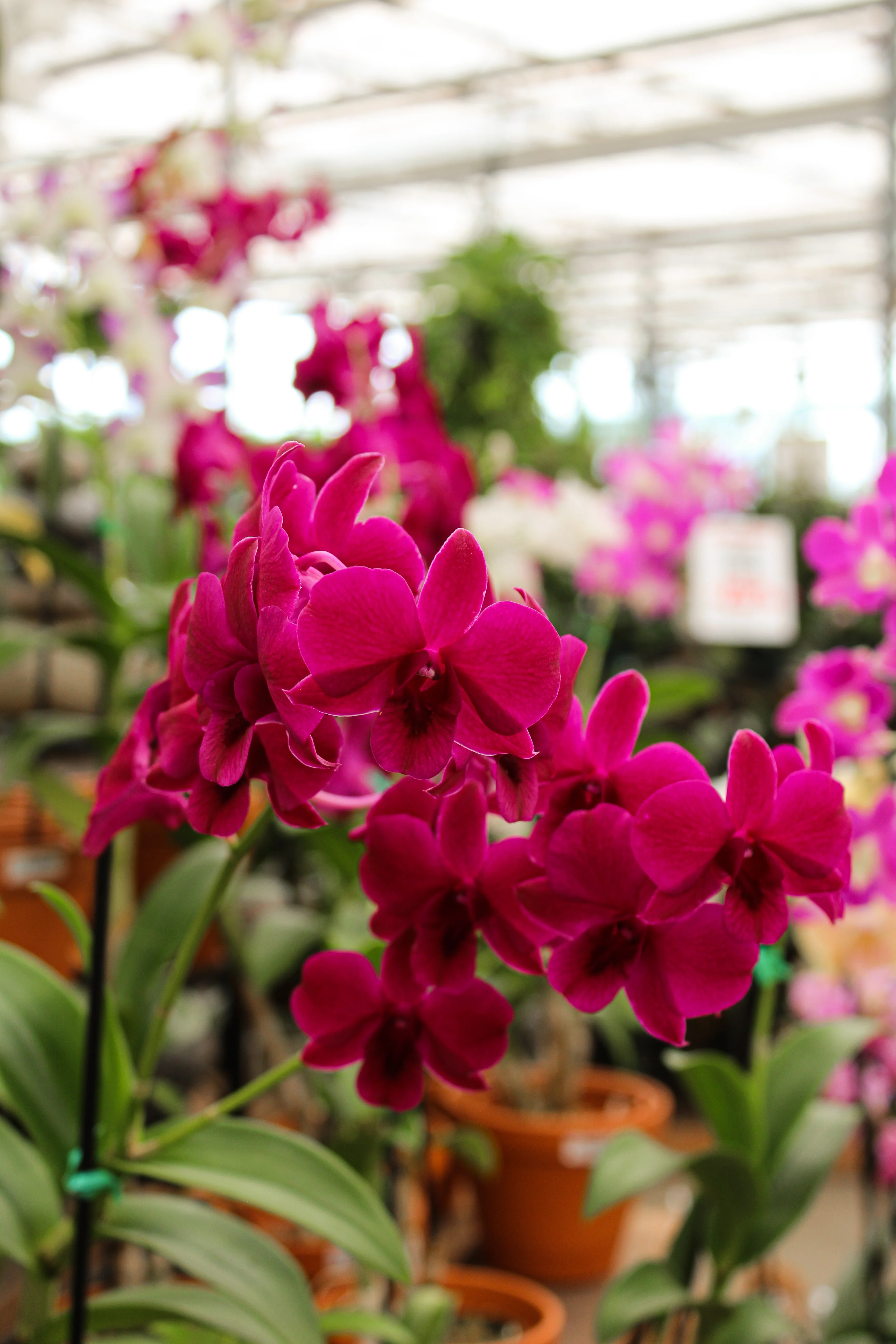 Phalaenopsis spp. - Image 17
