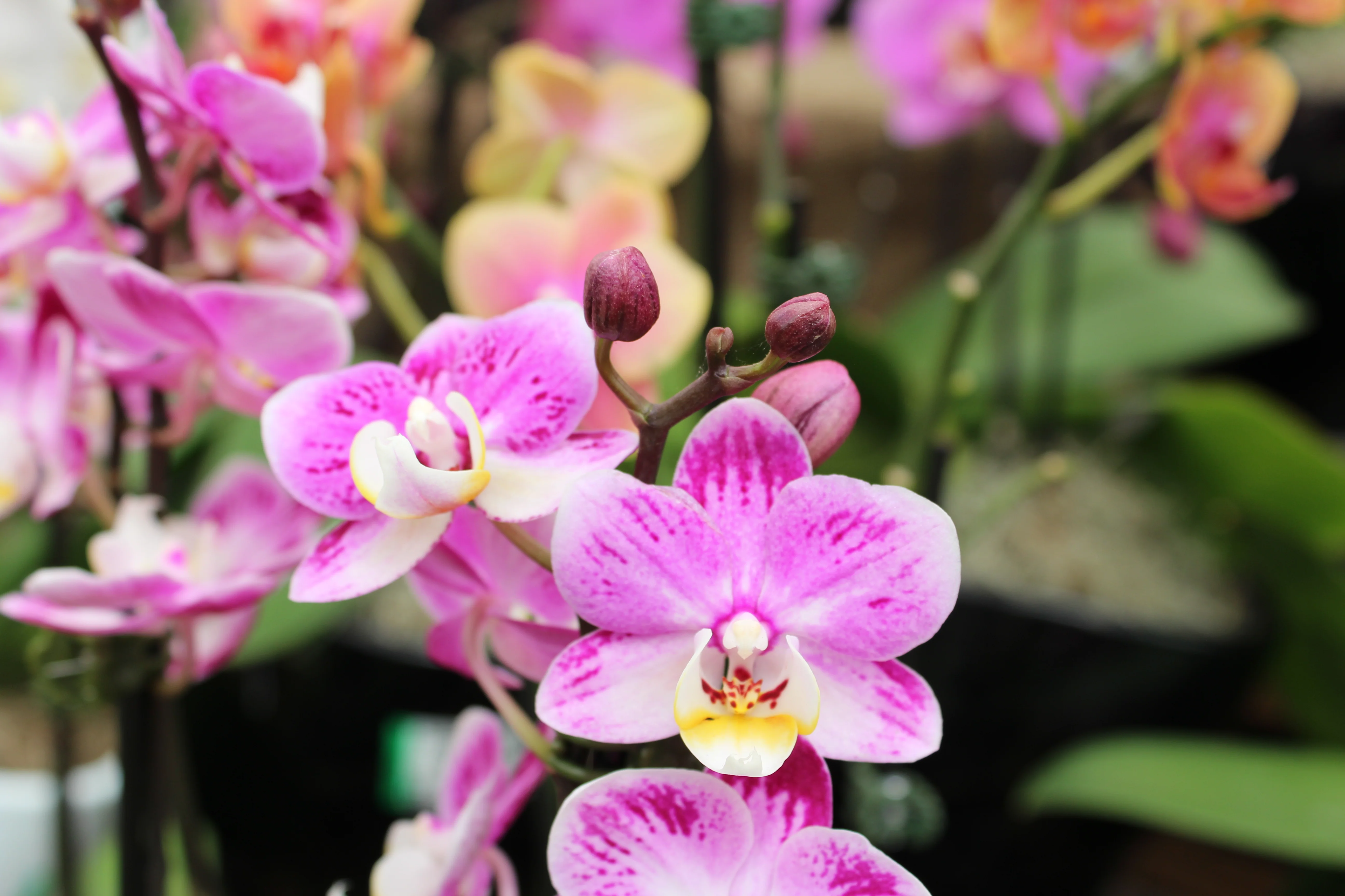 Phalaenopsis spp. - Image 19
