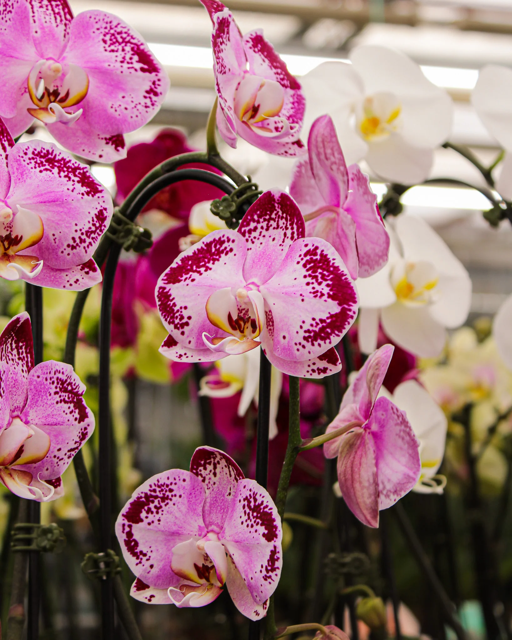 Phalaenopsis spp. - Image 4