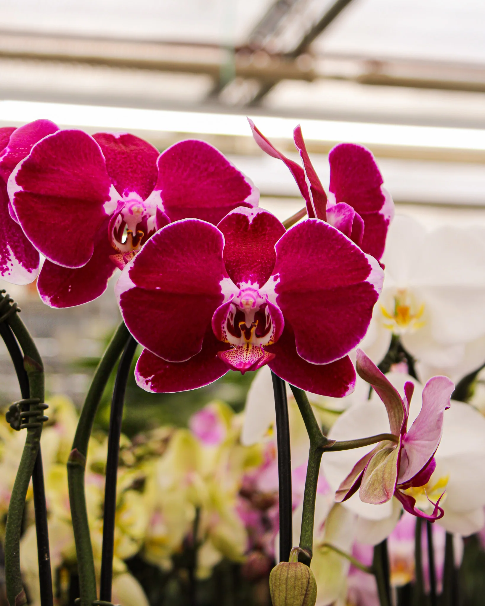Phalaenopsis spp. - Image 5