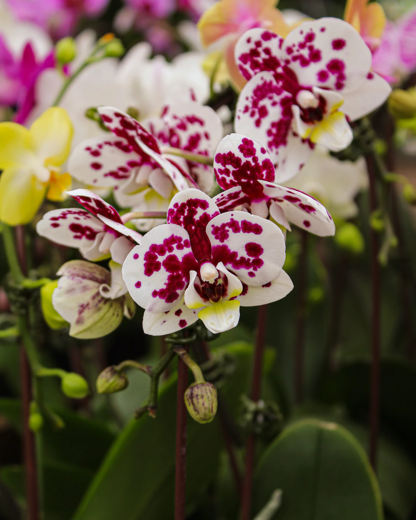 Phalaenopsis spp. - Image 6
