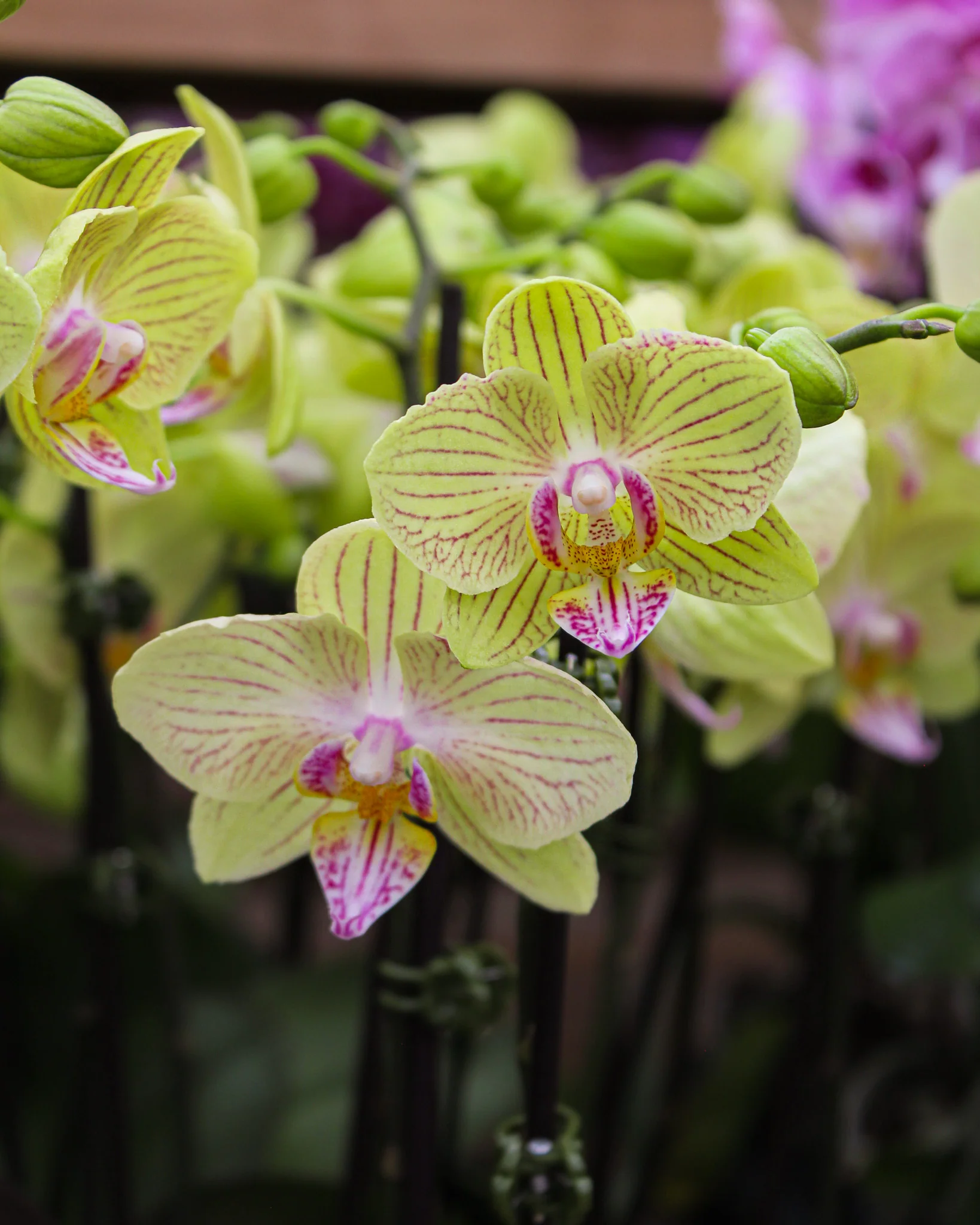 Phalaenopsis spp. - Image 7