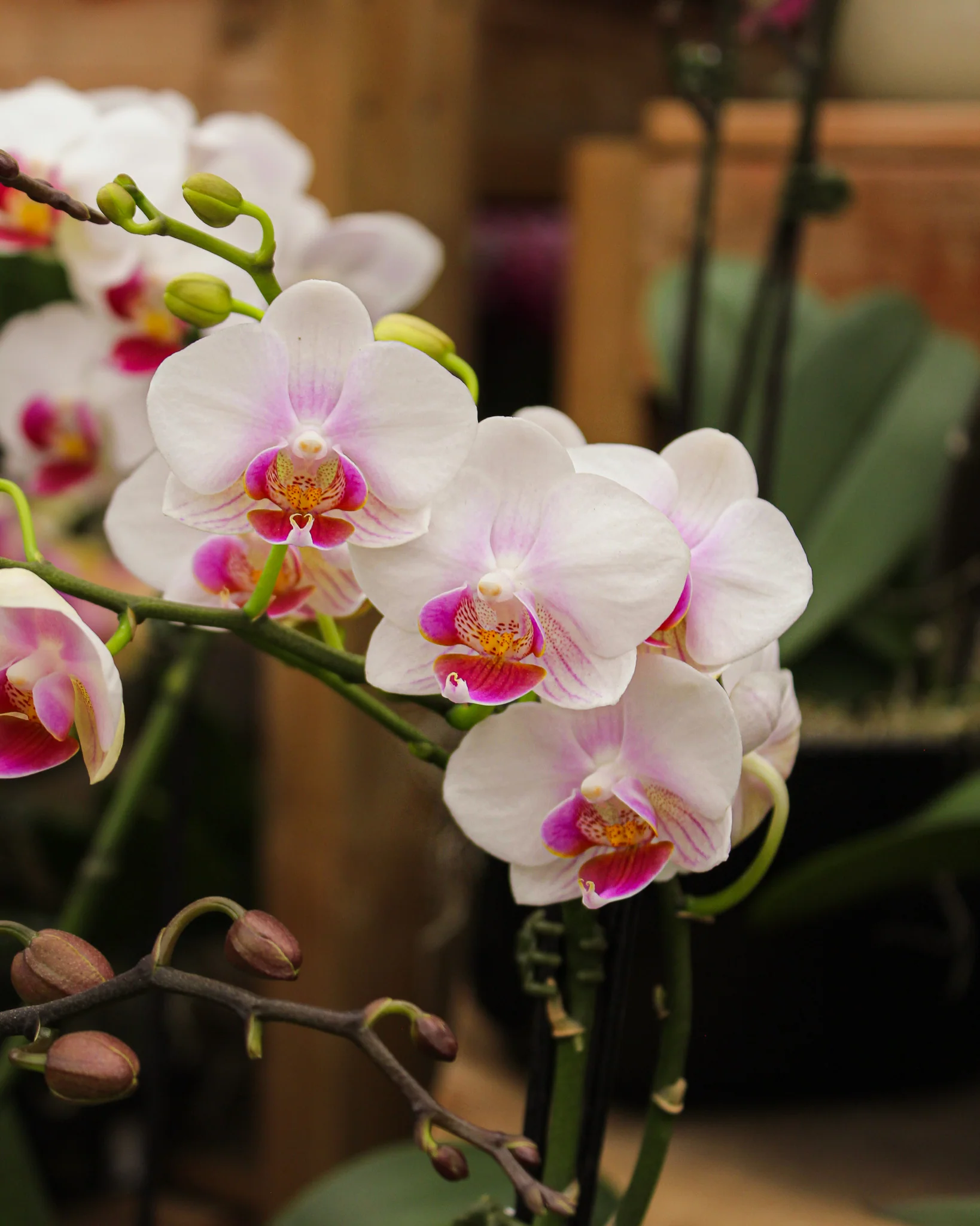 Phalaenopsis spp. - Image 9