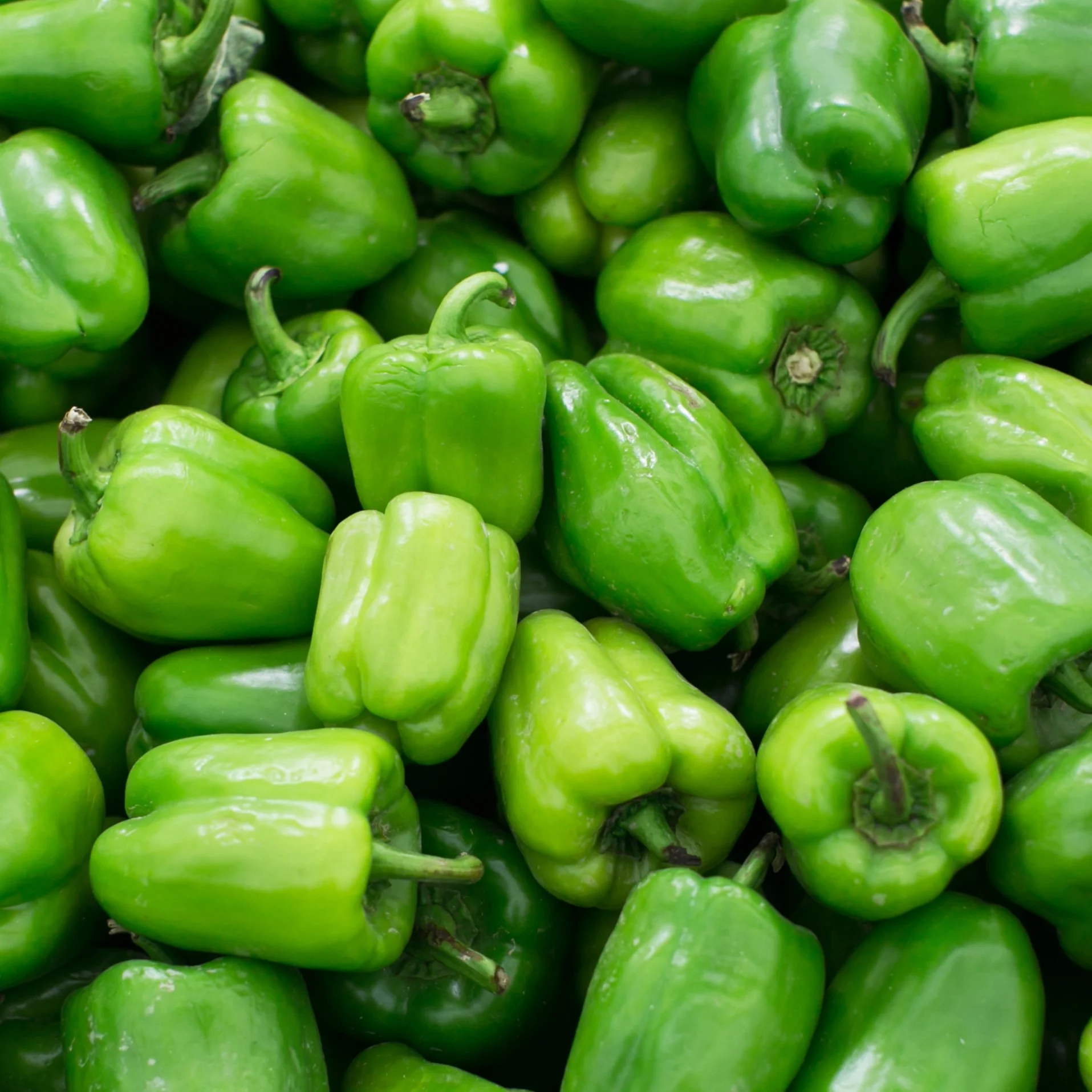 Poivron vert 'Procraft' bio - Image 2