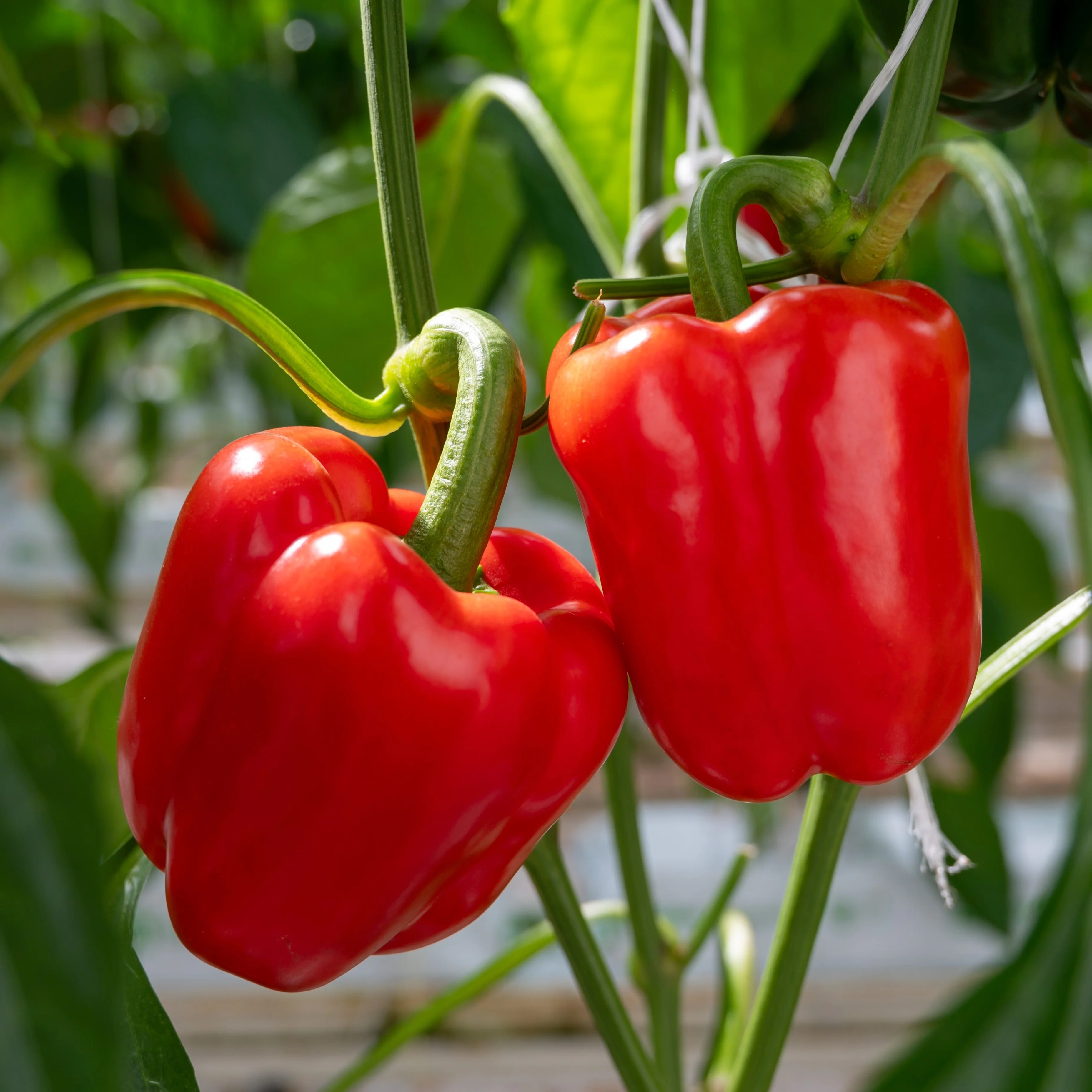 Poivron rouge - Image 2