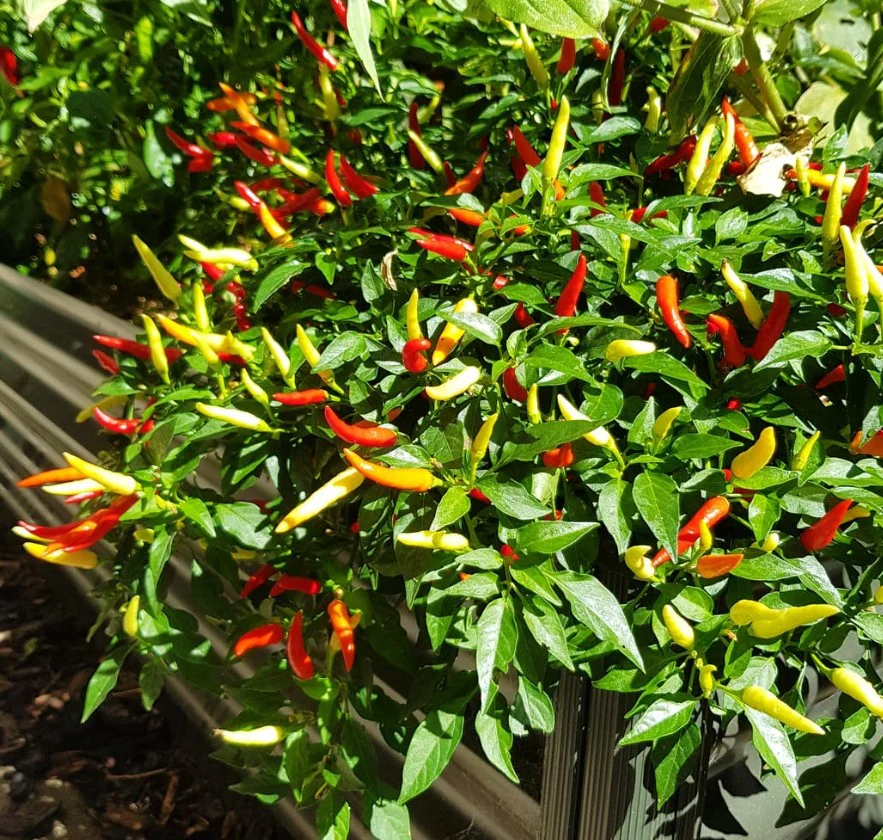 Piment fort 'Bird's eye' bio