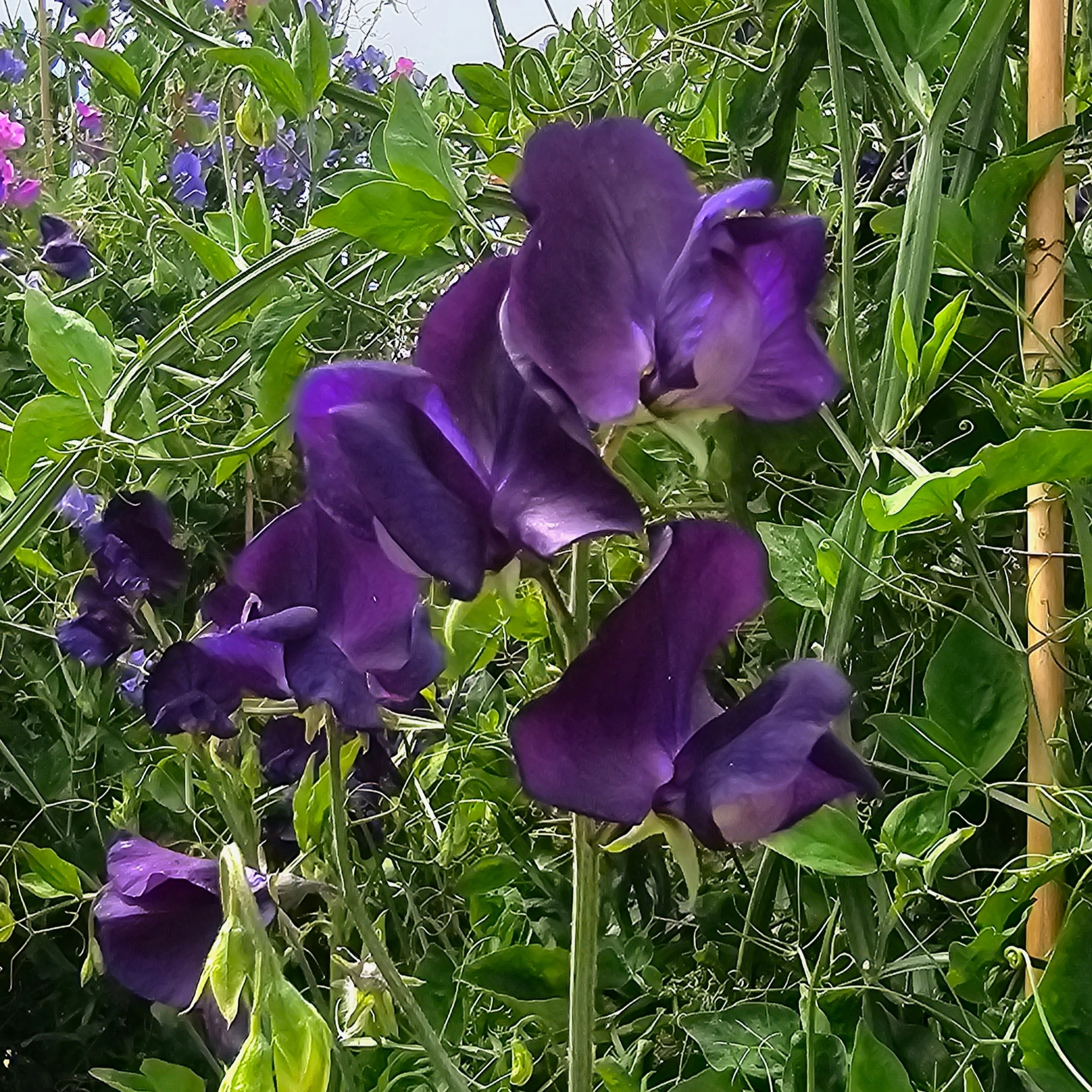 Pois de senteur 'Royal Family Blue'