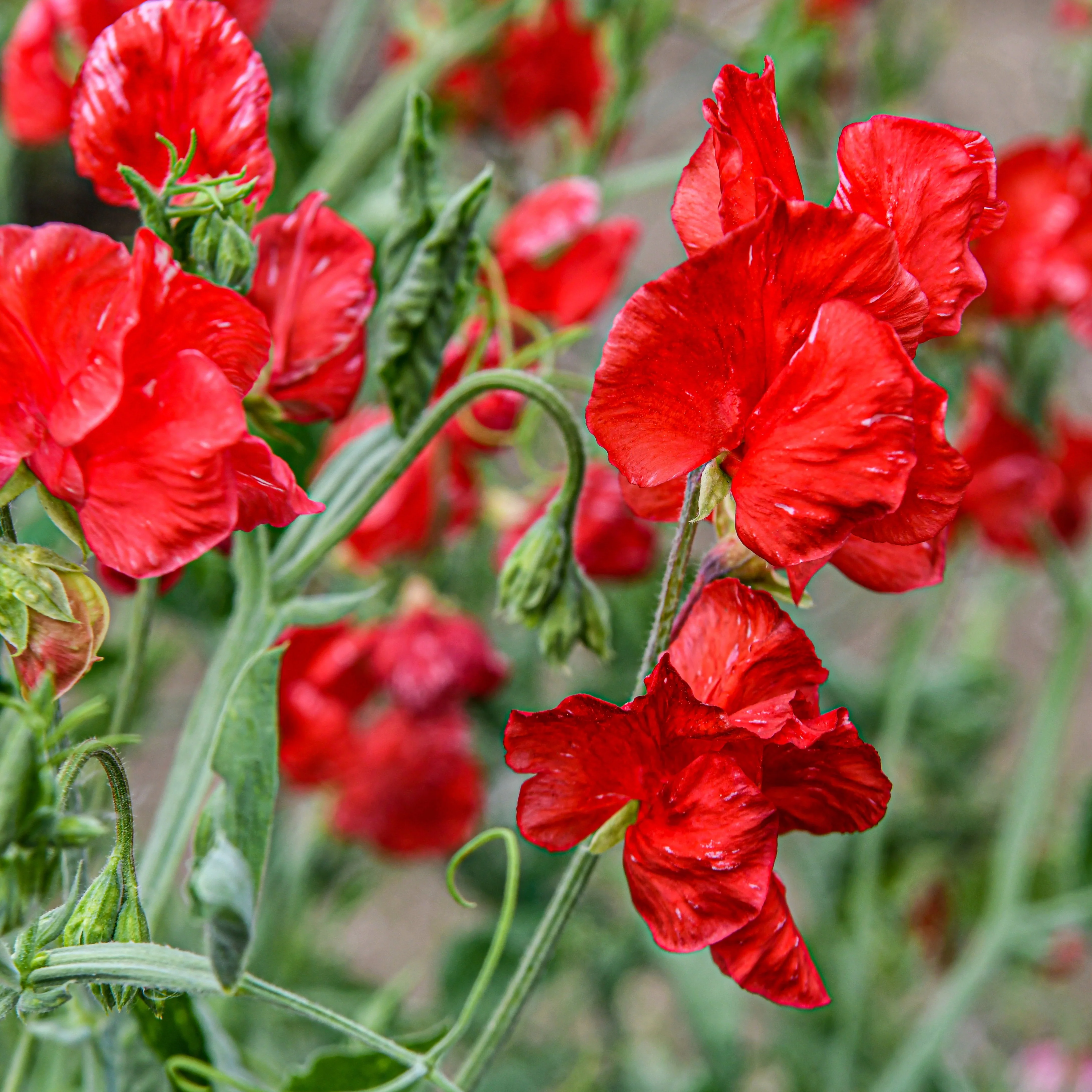 Pois de senteur 'Royal Scarlet'