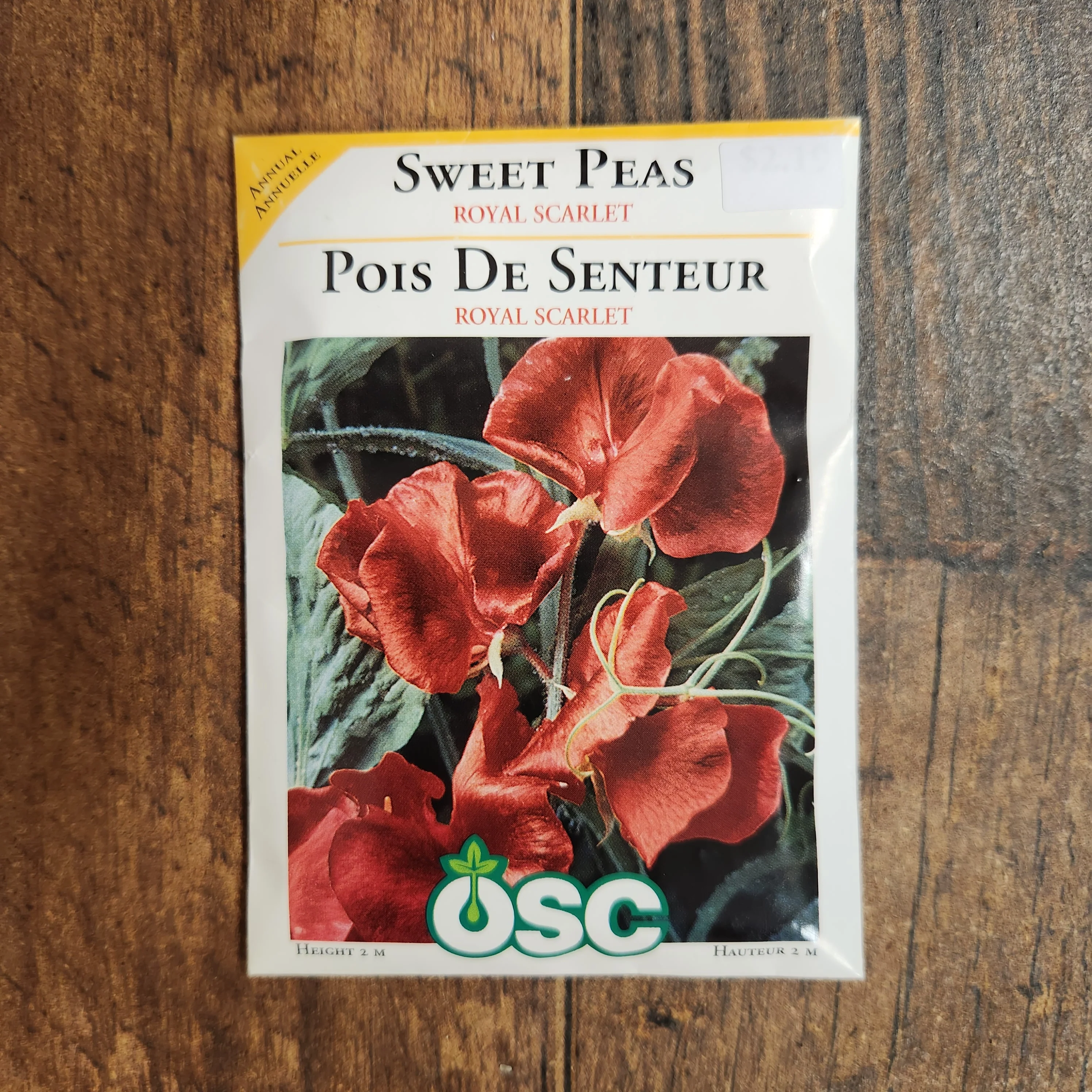 Pois de senteur 'Royal Scarlet' - Image 2