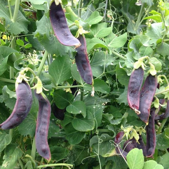 Pois mange-tout 'Purple Mist' bio