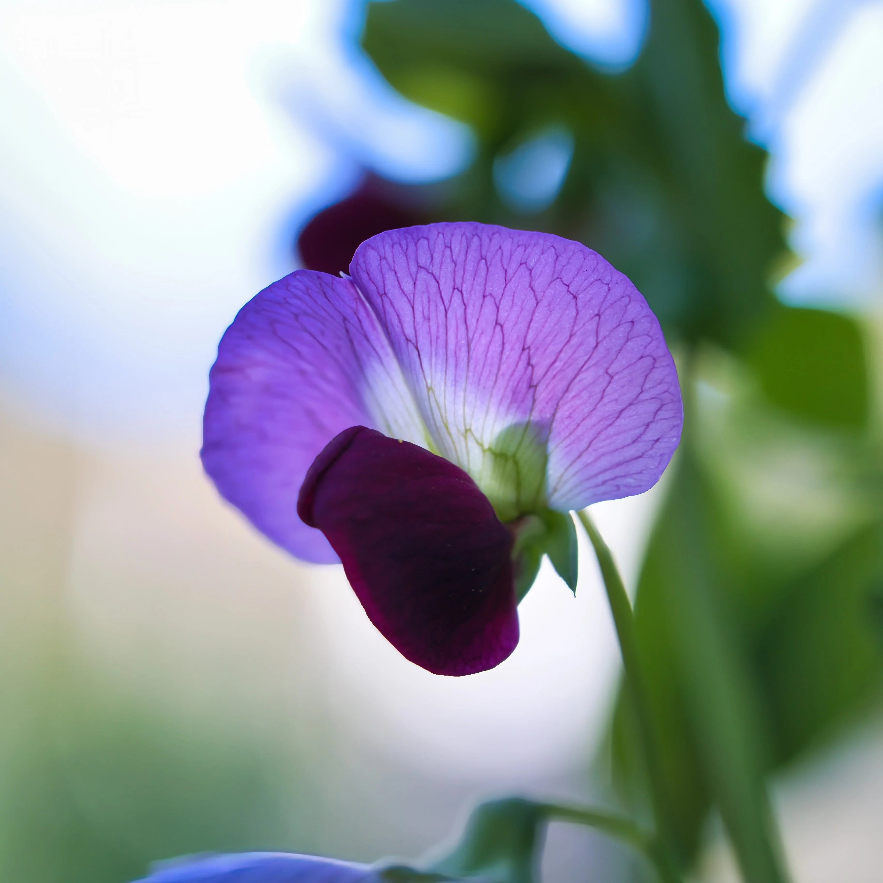 Pois mange-tout 'Little Snow Pea' - Image 2