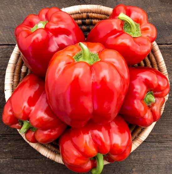 Poivron rouge 'King of the Sweet North' bio