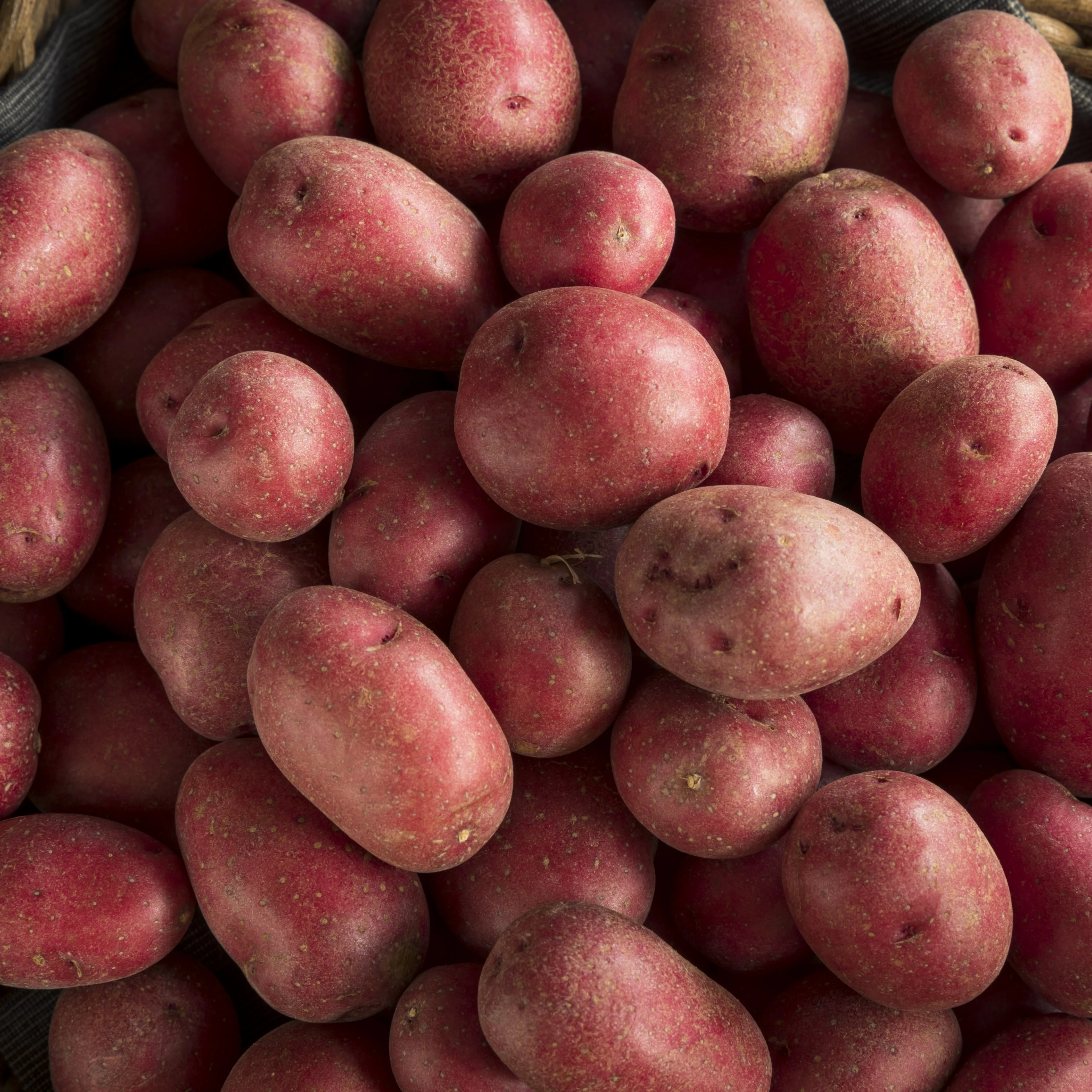 Pomme de terre rouge 'Clancy' - Image 2