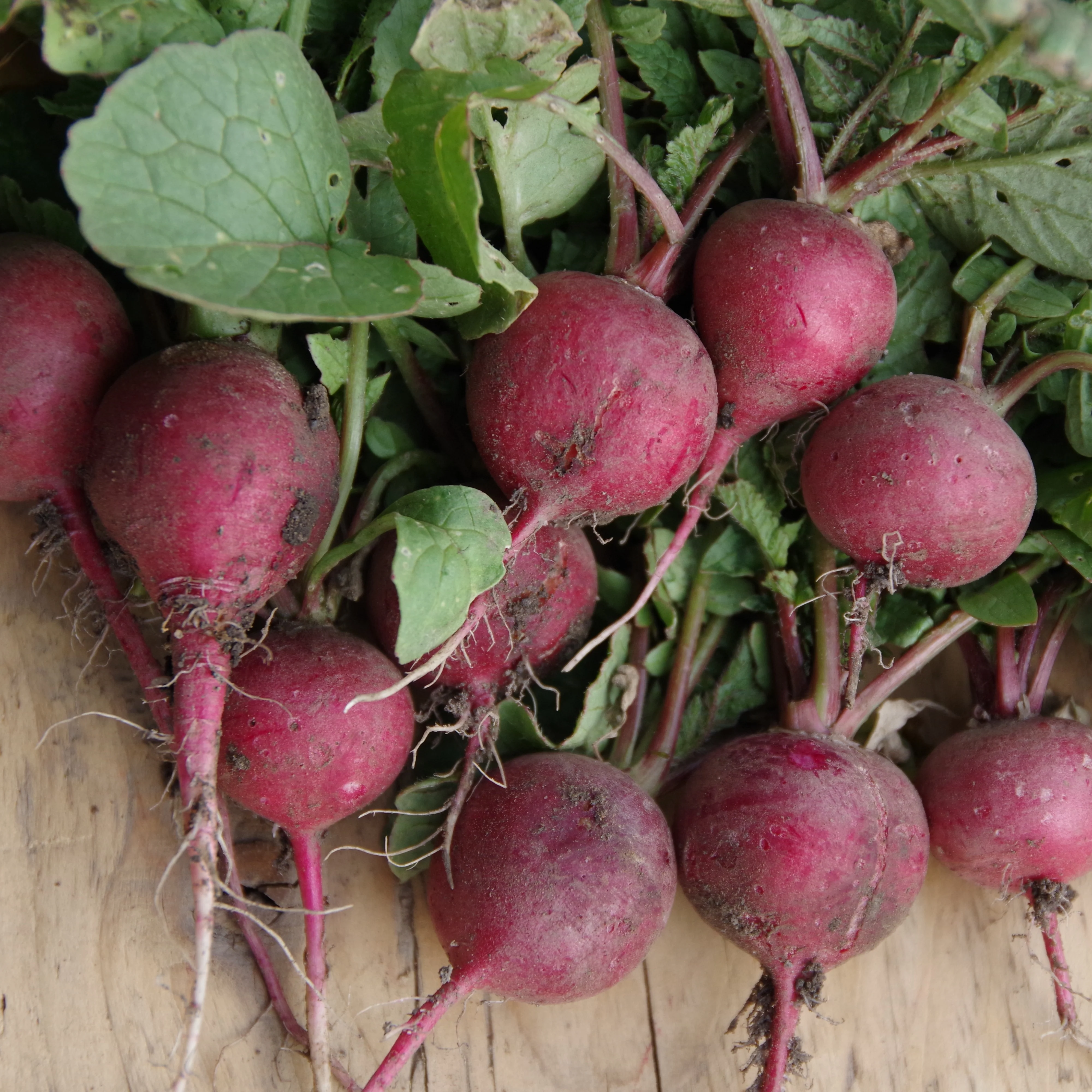 Radis 'Cherry Belle' sur ruban