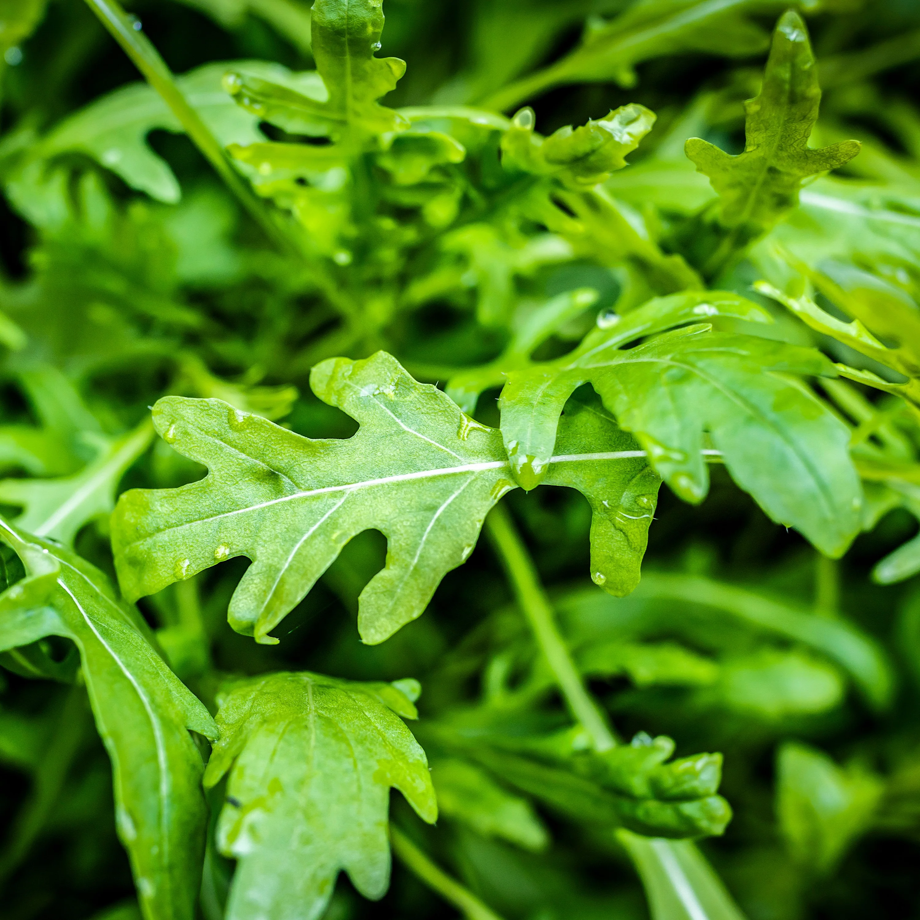 Roquette cultivée - Image 2