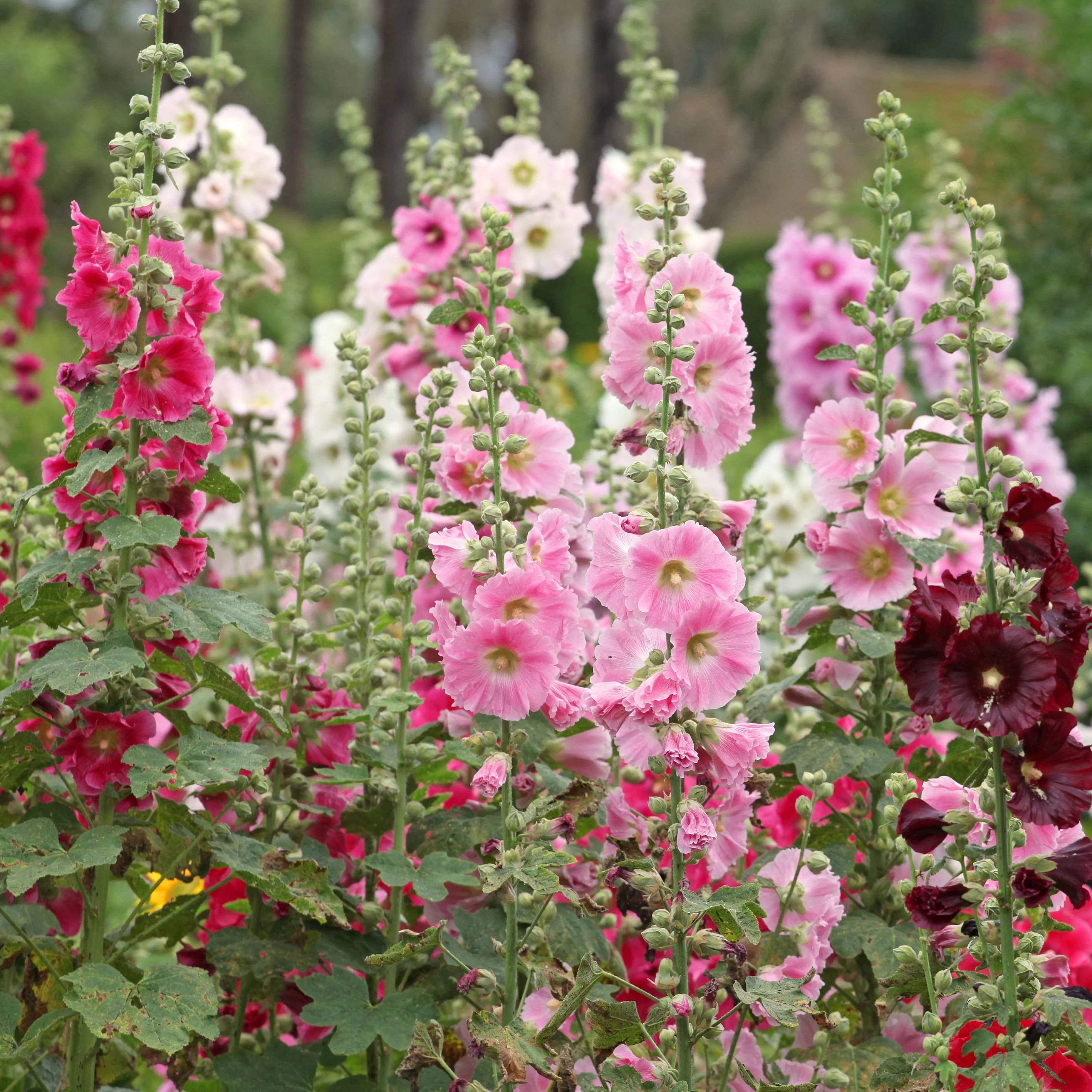 Mélange de rose trémiÚre 'Indian Spring'