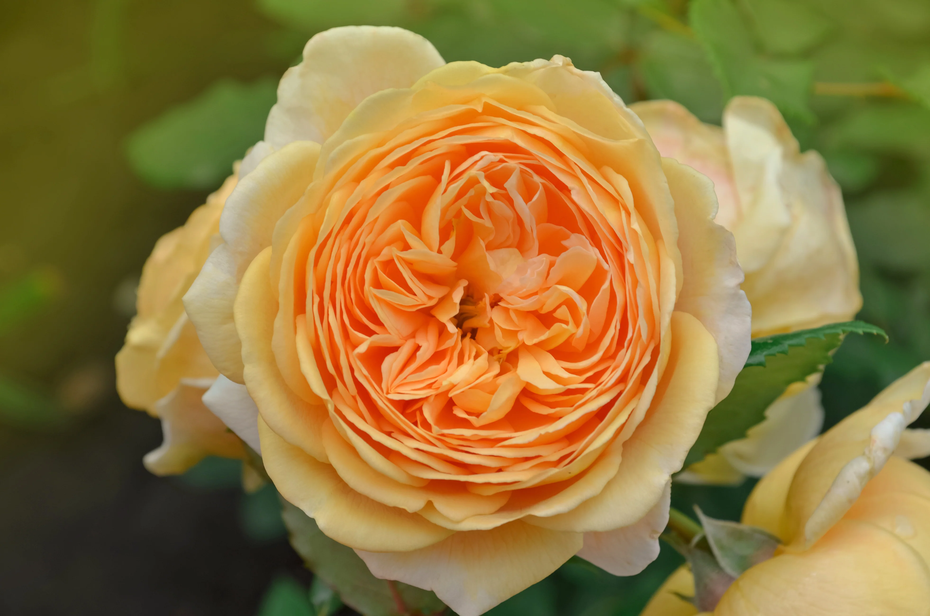 Rosier David Austin 'Crown Princess Margareta' - Image 2