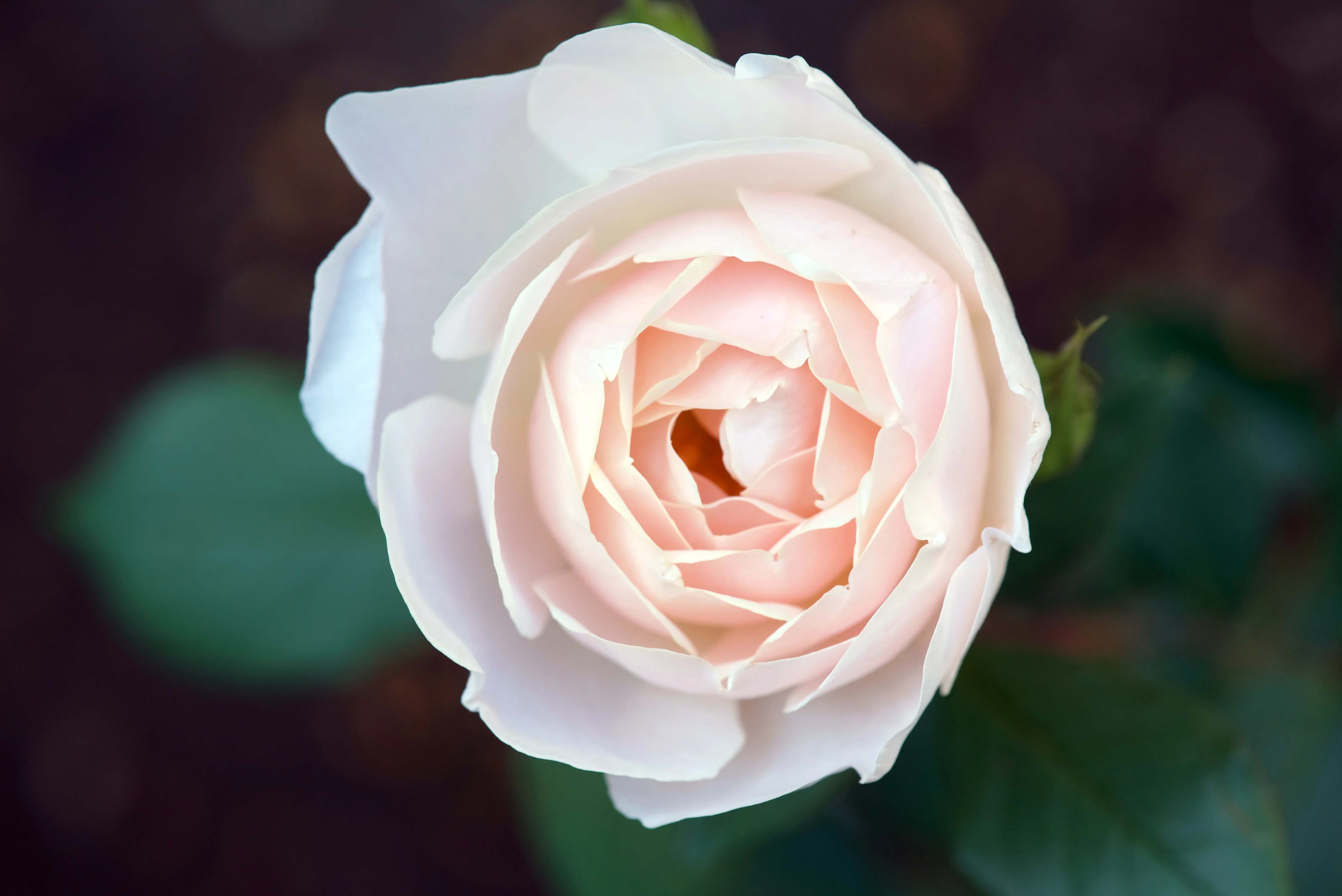 Rosier David Austin 'Desdemona' - Image 2