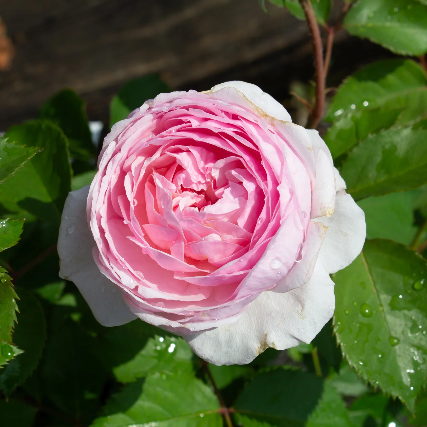 Rosier David Austin 'Olivia Rose Austin' - Image 2