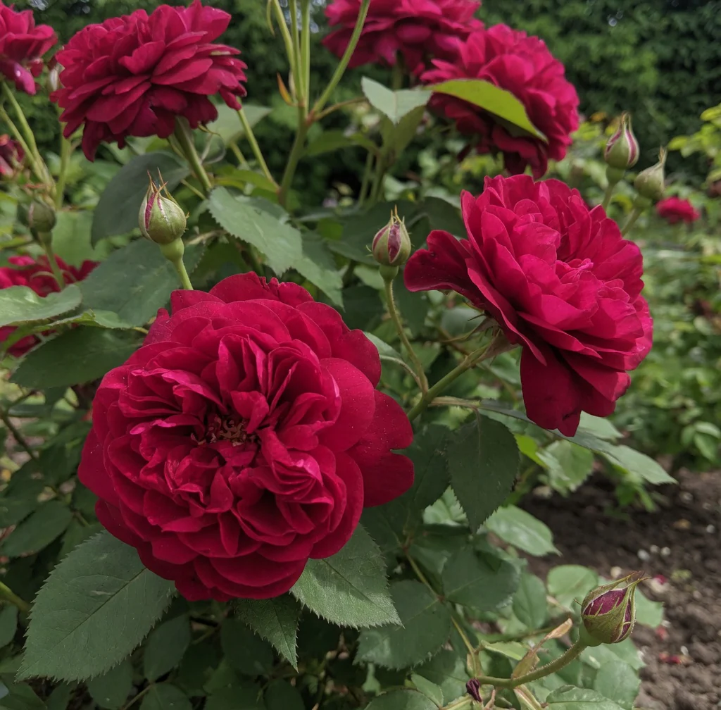 Rosier David Austin 'Tess of the d'Urbervilles'