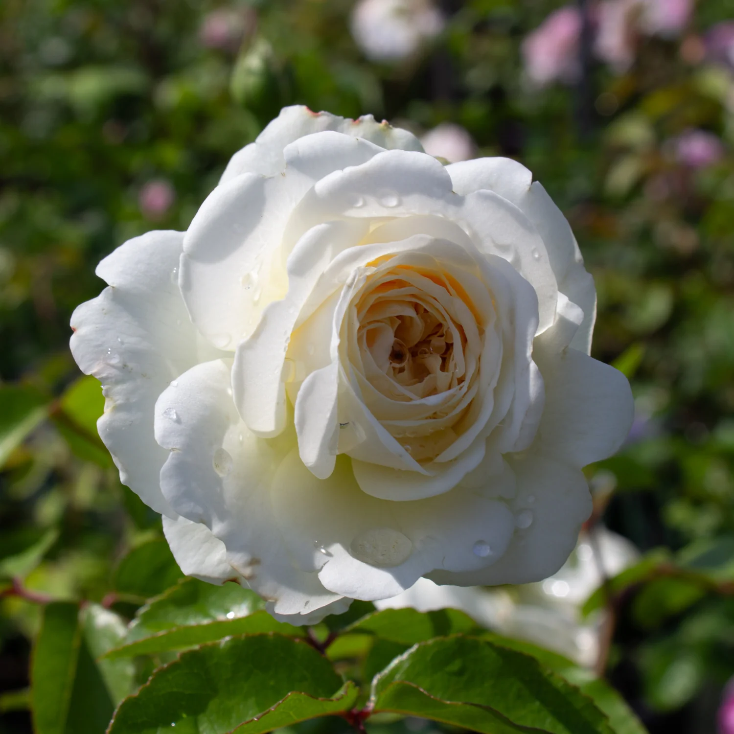 Rosier David Austin 'Tranquility' - Image 2