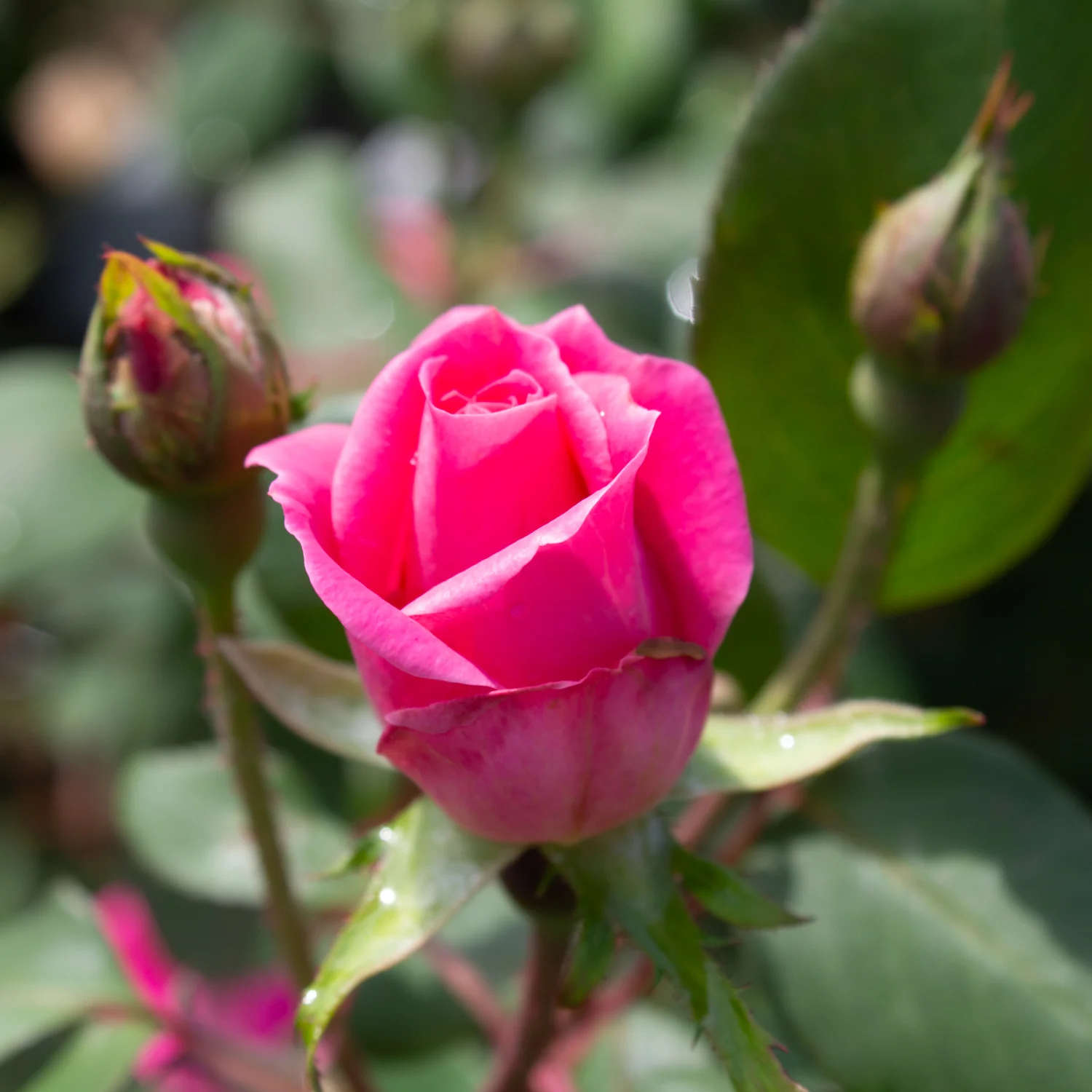 Rosier rustique 'Double Knock Out' rose - Image 2